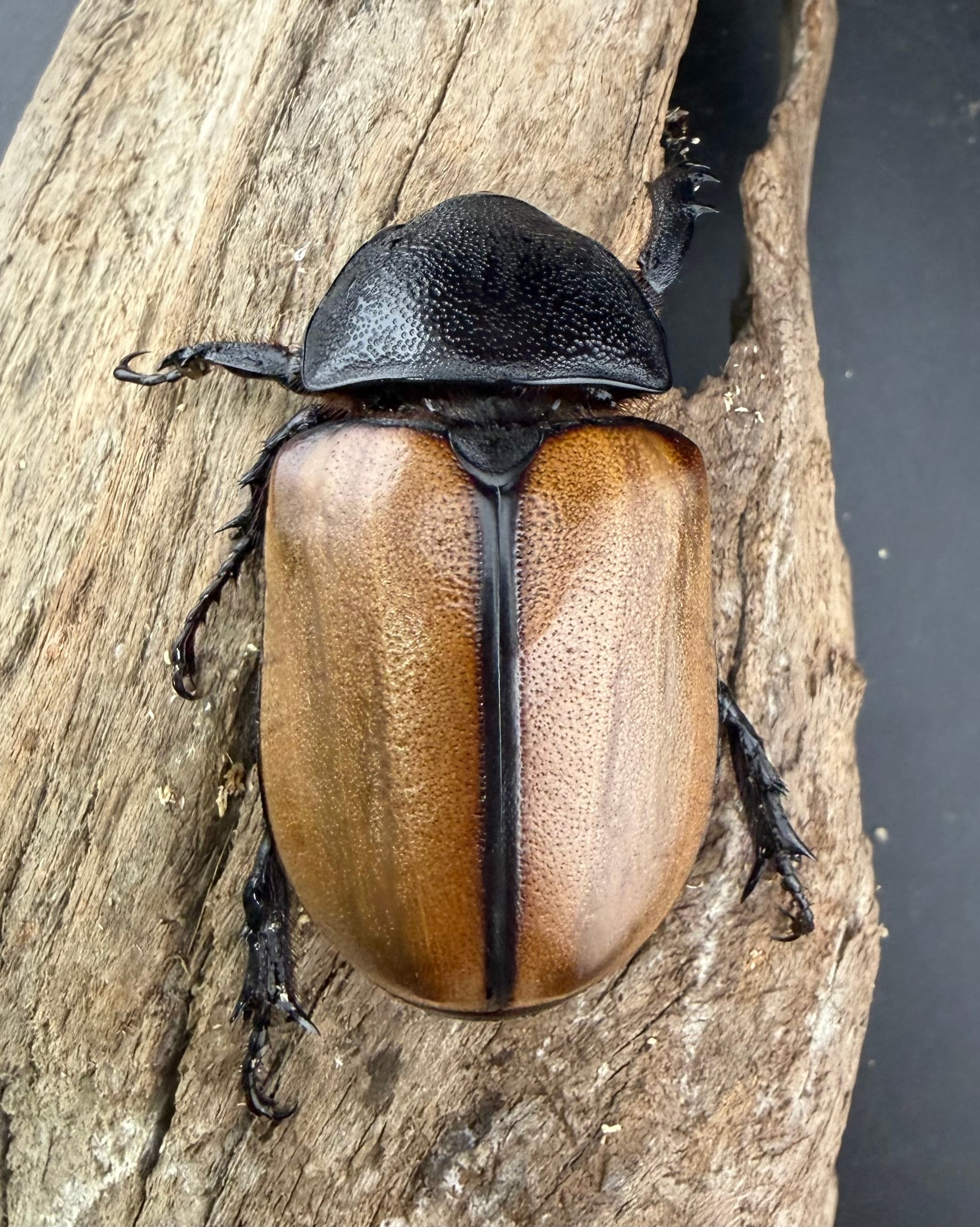 WF1】《ゴホンツノカブト原名亜種 タイ産 79mm ペア》 | KPW公式