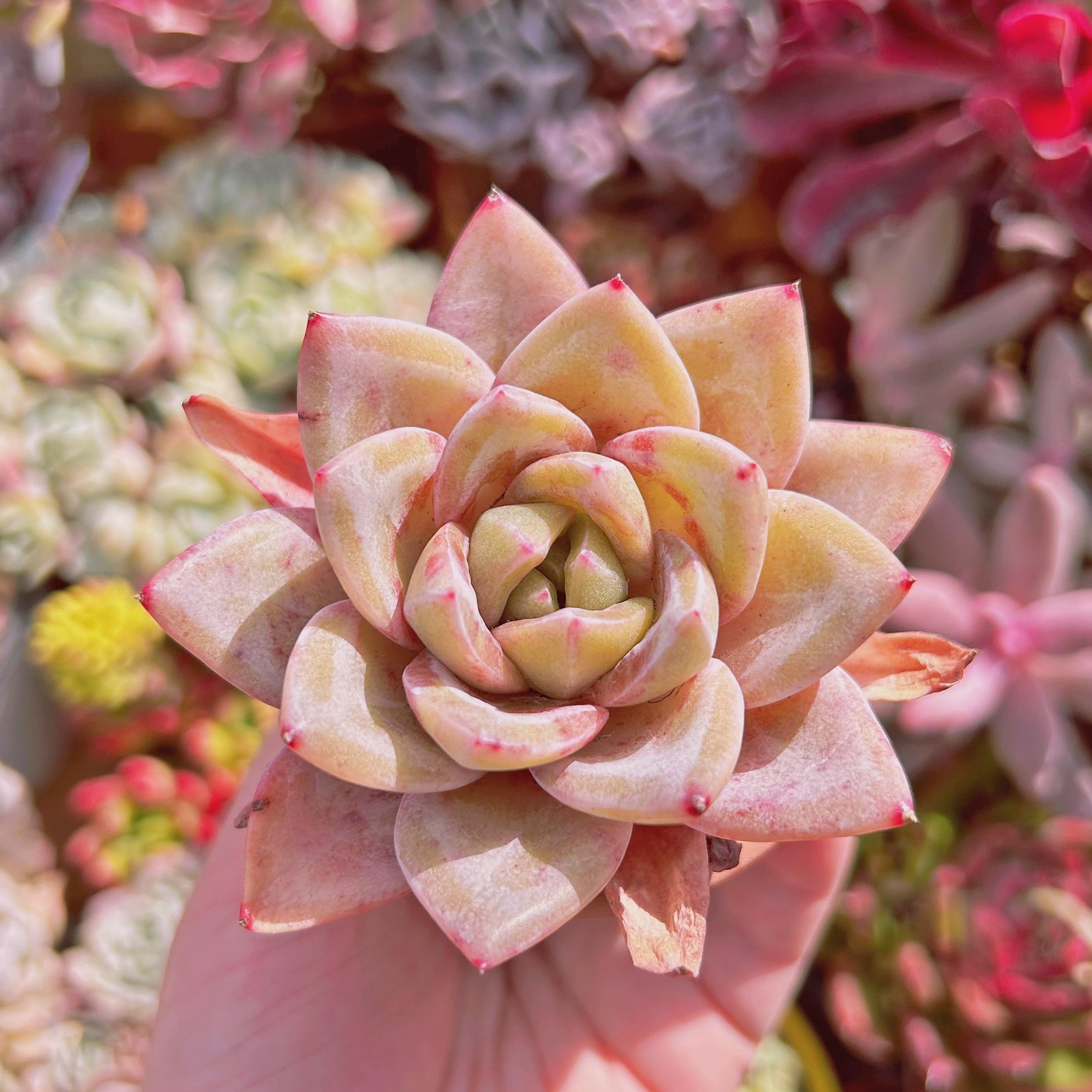 #064現物　多肉植物　Echeveria   ドイツシャンペーン