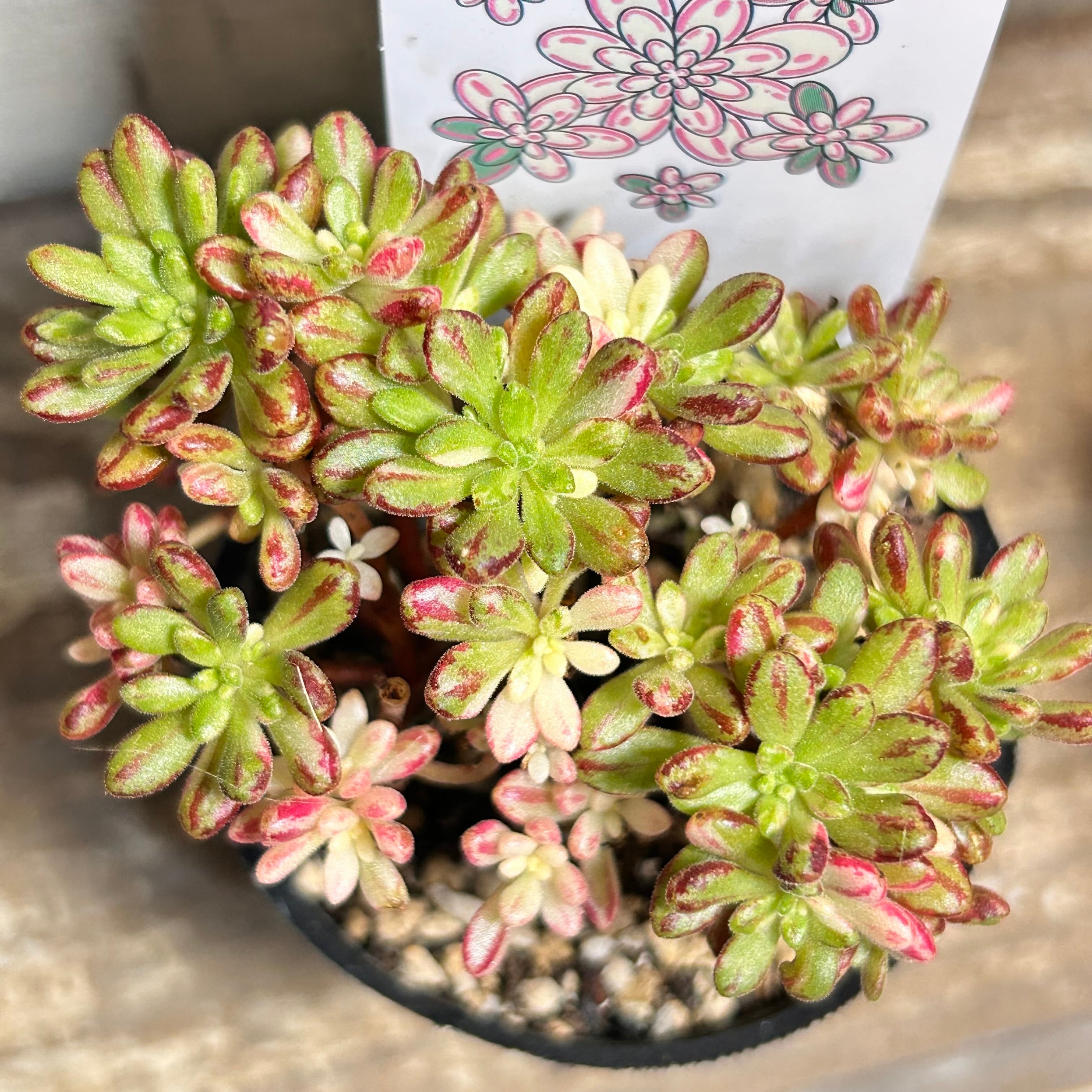 錦 | RuPo 多肉植物専門店