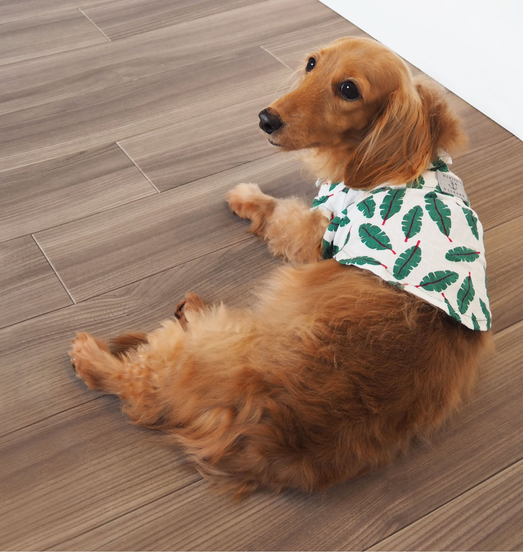 【ドッグウエア】 リーフプリントシャツ ホワイト/ネイビー