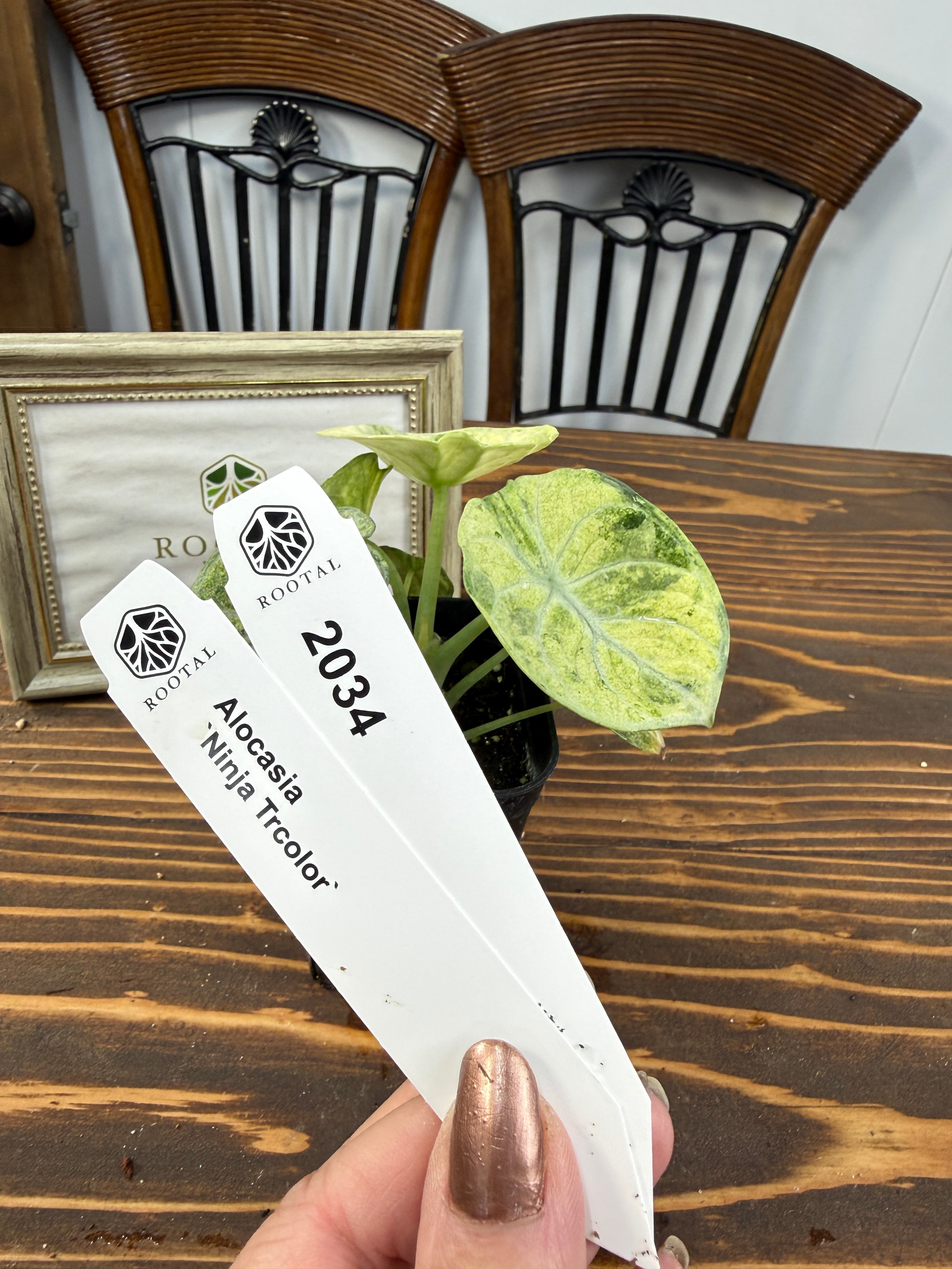 ★2034【超希少種】アロカシア ニンジャ トリカラー(2.5号ロング硬質ポット)