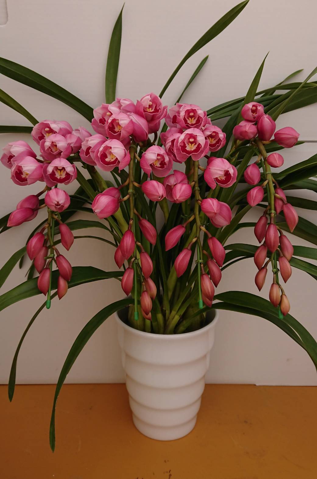 アップルボール【3本】 | 松島園芸