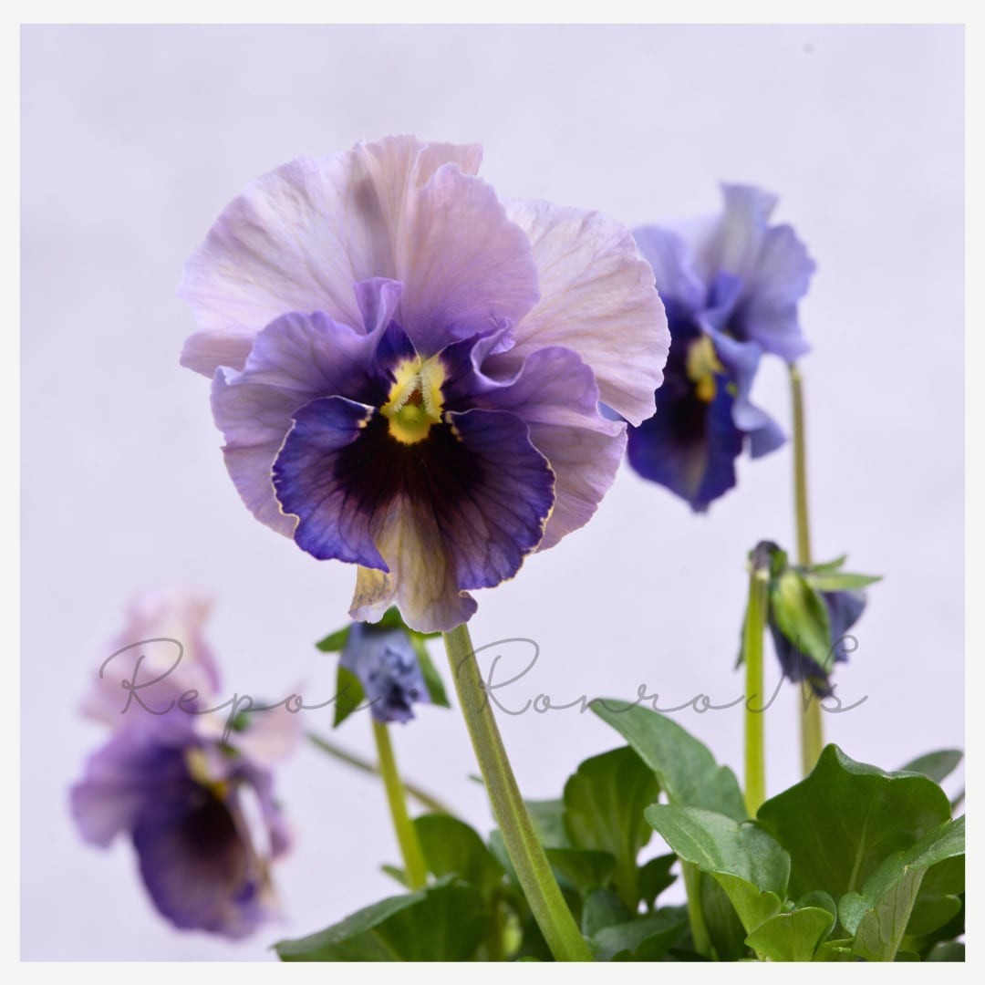 桂楓園さんのパンジー:フェネデージュ(雪の妖精)のいたずら(3号)希少 桂楓園さんの人気 寄せ植え ハンギング