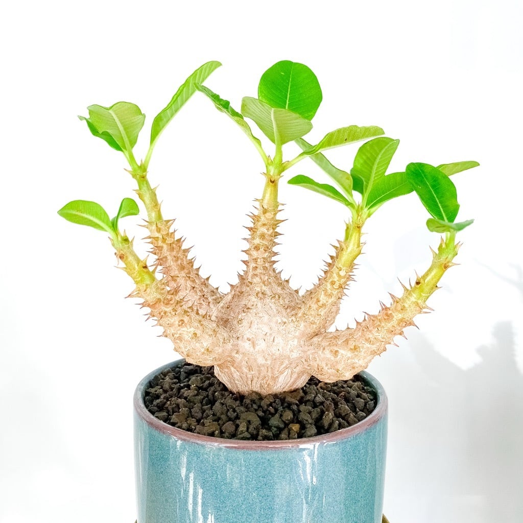 パキポディウム・ウィンゾリー | INERMIS ～perfect plants～