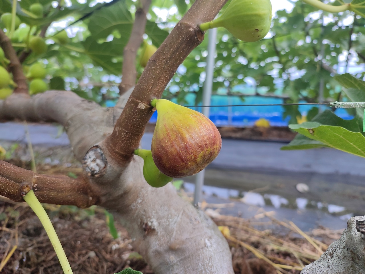 【白いちじく】稀少な白いちじく★ぶどうを肥料にした しあわせ無花果（いちじく）☆朝採り完熟☆　12個入り