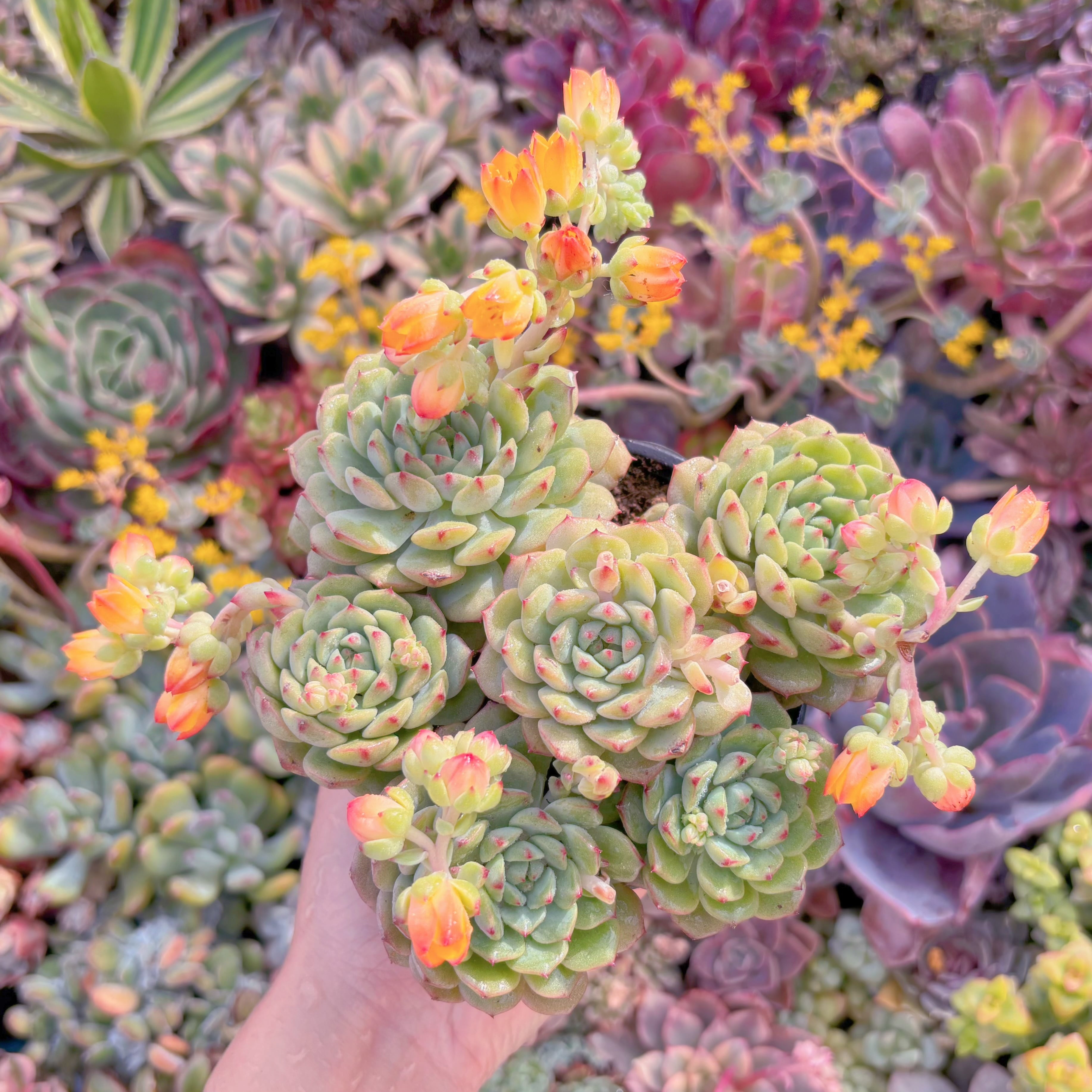 現品　パンダフェス#M055　大群生　新入荷　るる農園