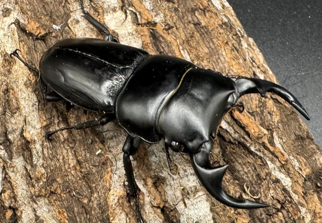 【WD】《クルビデンスオオクワ 雲南省産 61mm ペア》