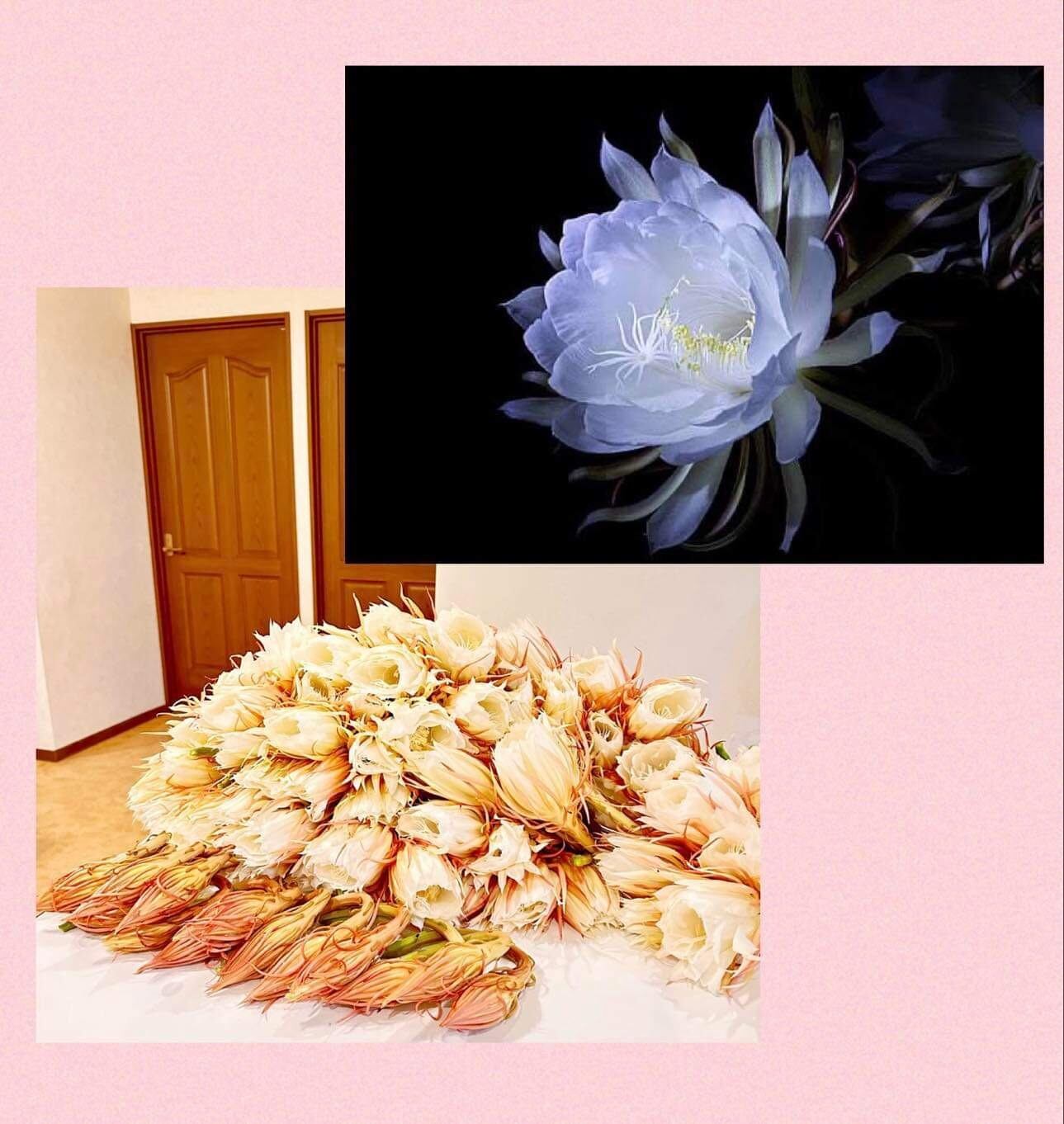 Haworthia 好き ♥月下美人のキルト❤️一点物 pellucida, Tretyre near Advice, of S just JIL0275, その他
