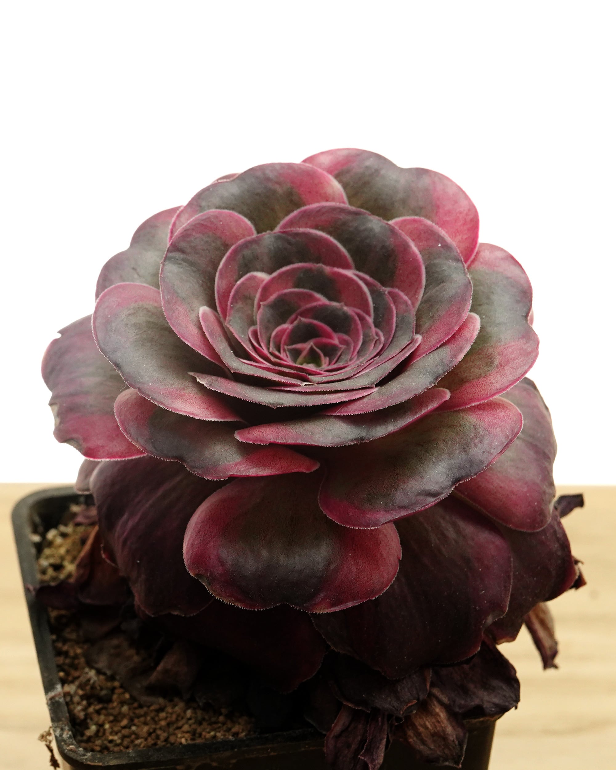 レア種・新品種 | PUKUBOOK SUCCULENTS