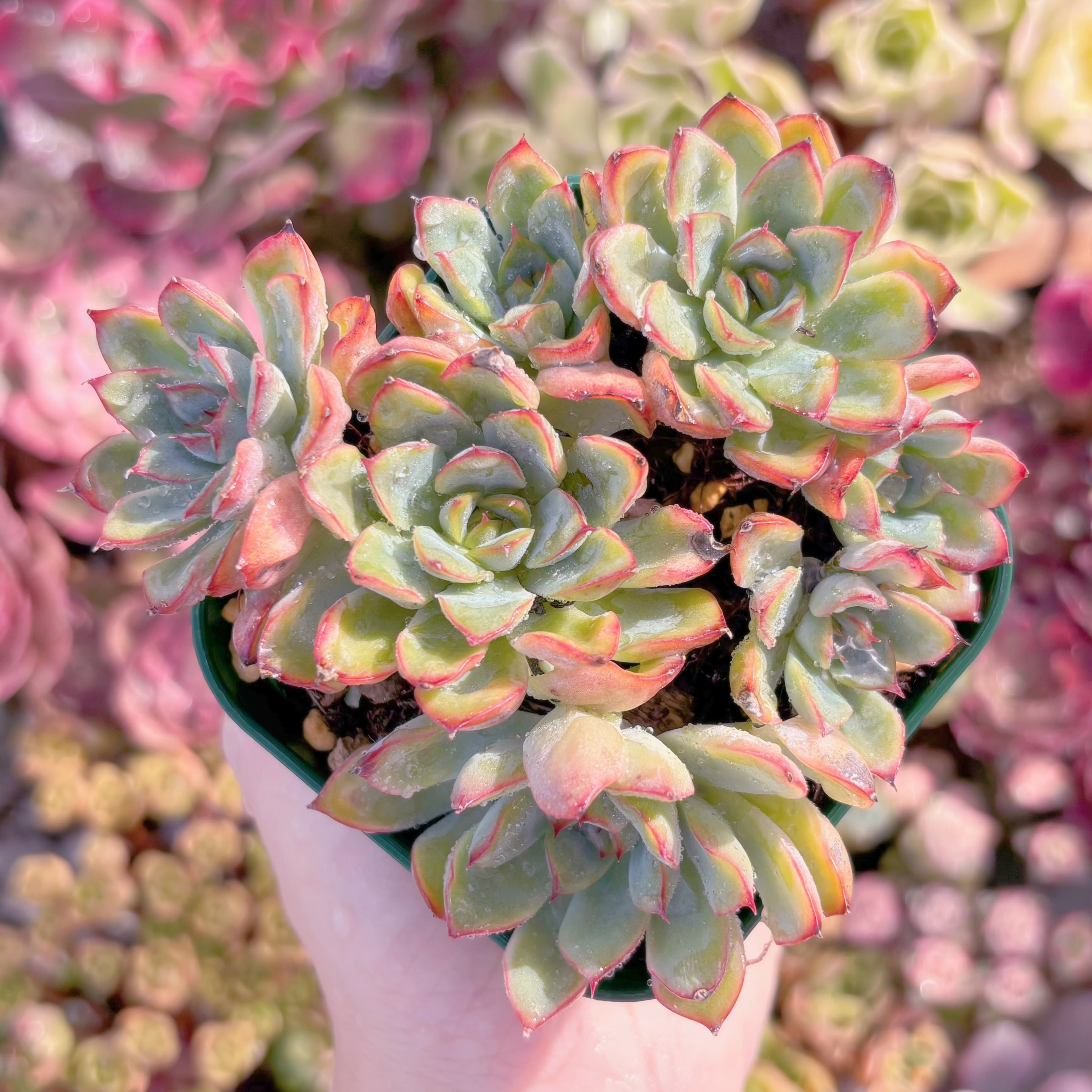 現品　ウォーターリリー#F050　大苗　るる農園