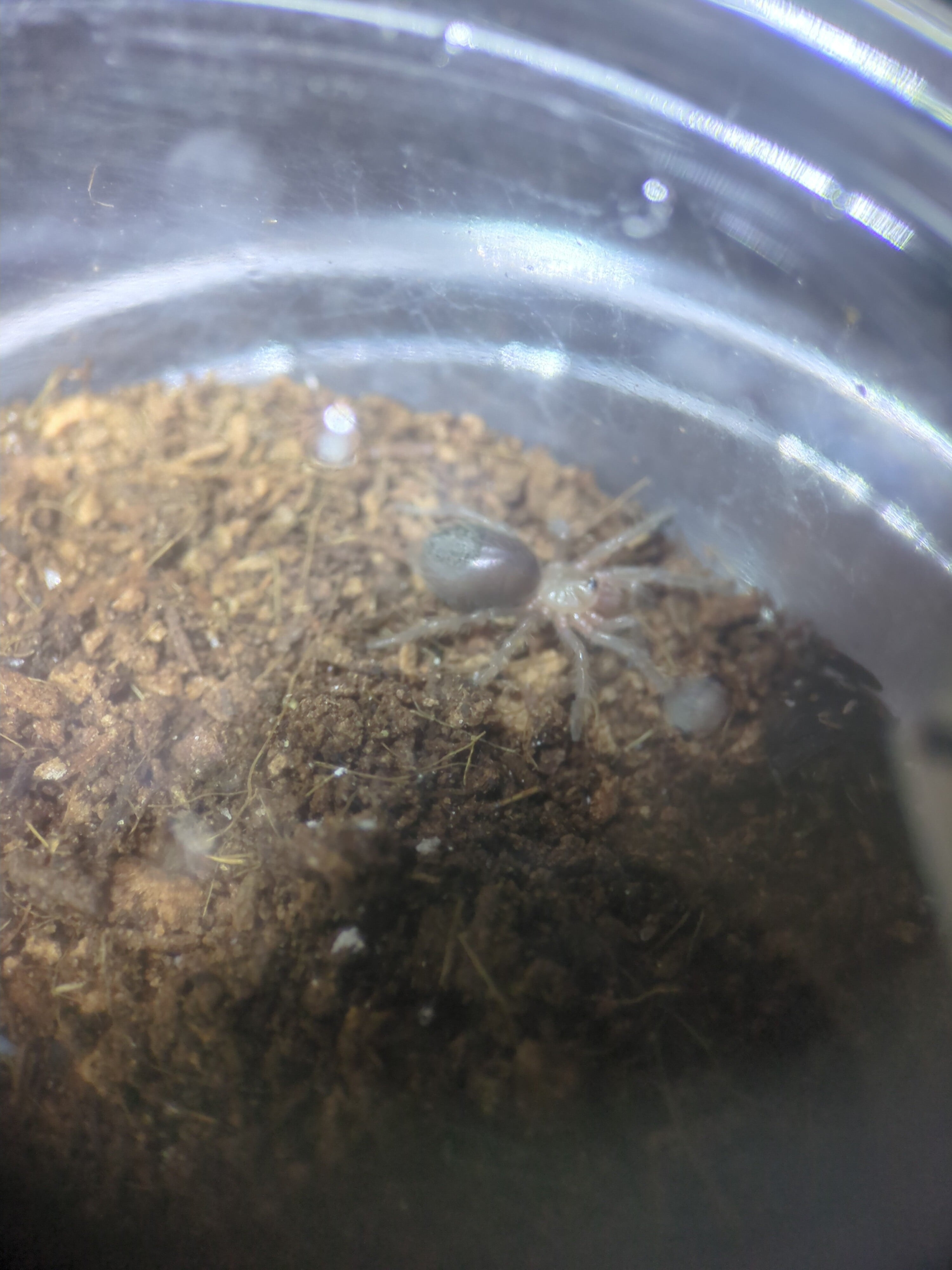 メキシカンレッドランプ ベビー(約10mm程) | ワラダンキングダム