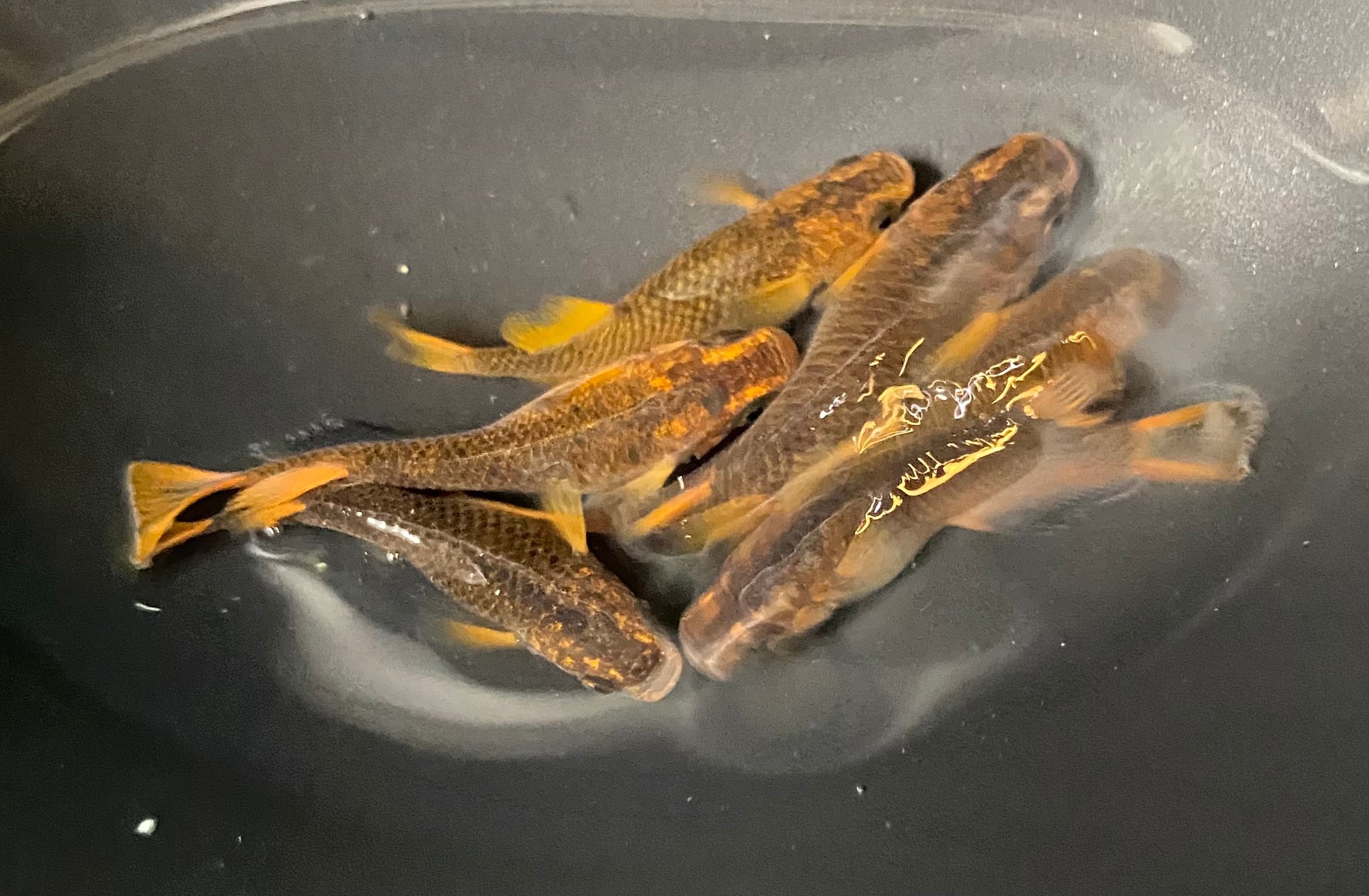 【初版未開封】メダリスト1.2 セット めだか?オランジェ⭐️若魚トリオセット?