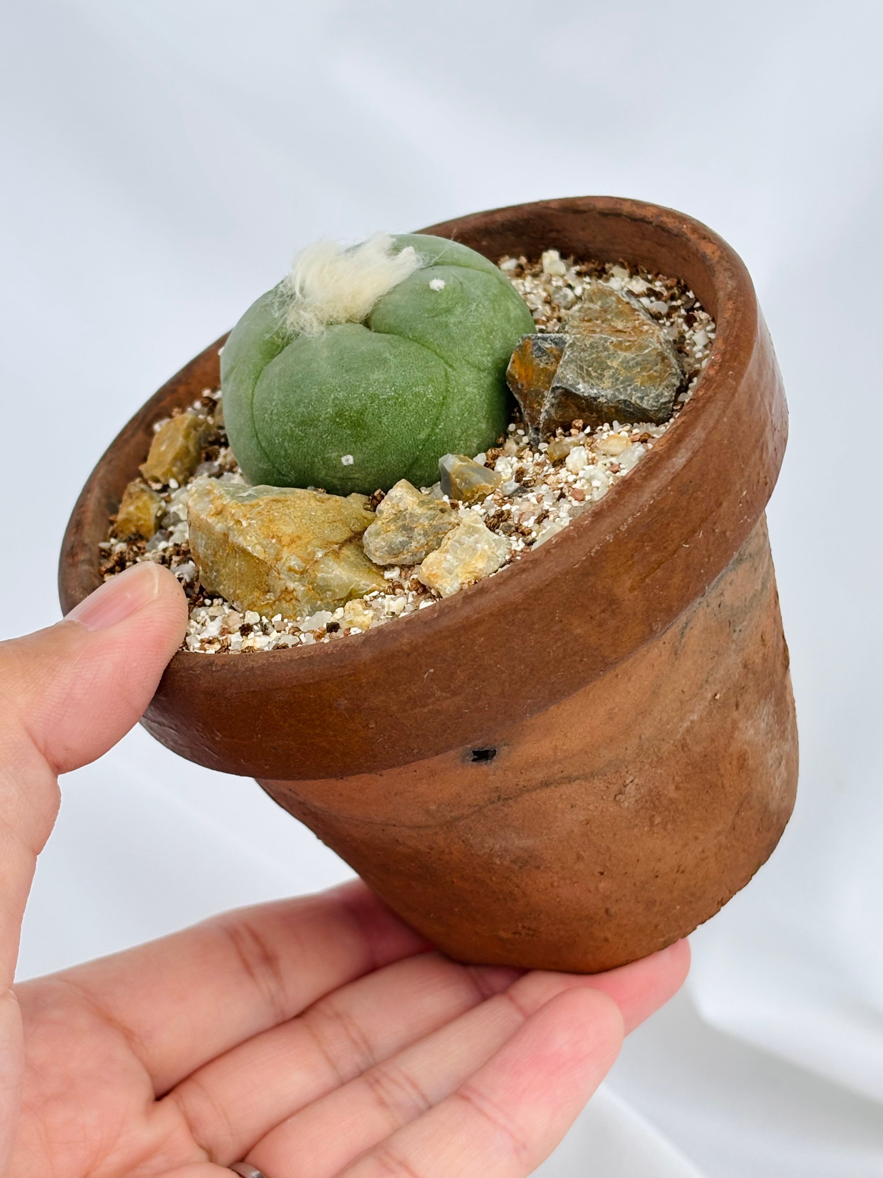 Lophophora diffusa ロフォフォラ 翆冠玉 多毛タイプ サボテン