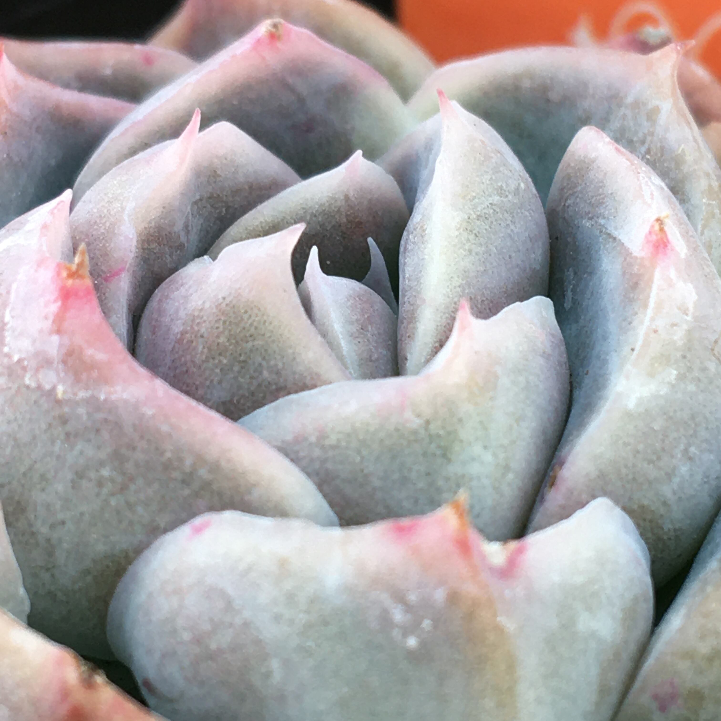 メーカー直売 プリメラ くぅーさん専用 多肉植物 植物 観葉植物 Alrc Asia メーカー直売 プリメラ くぅーさん専用 多肉植物 植物 観葉植物 Alrc Asia