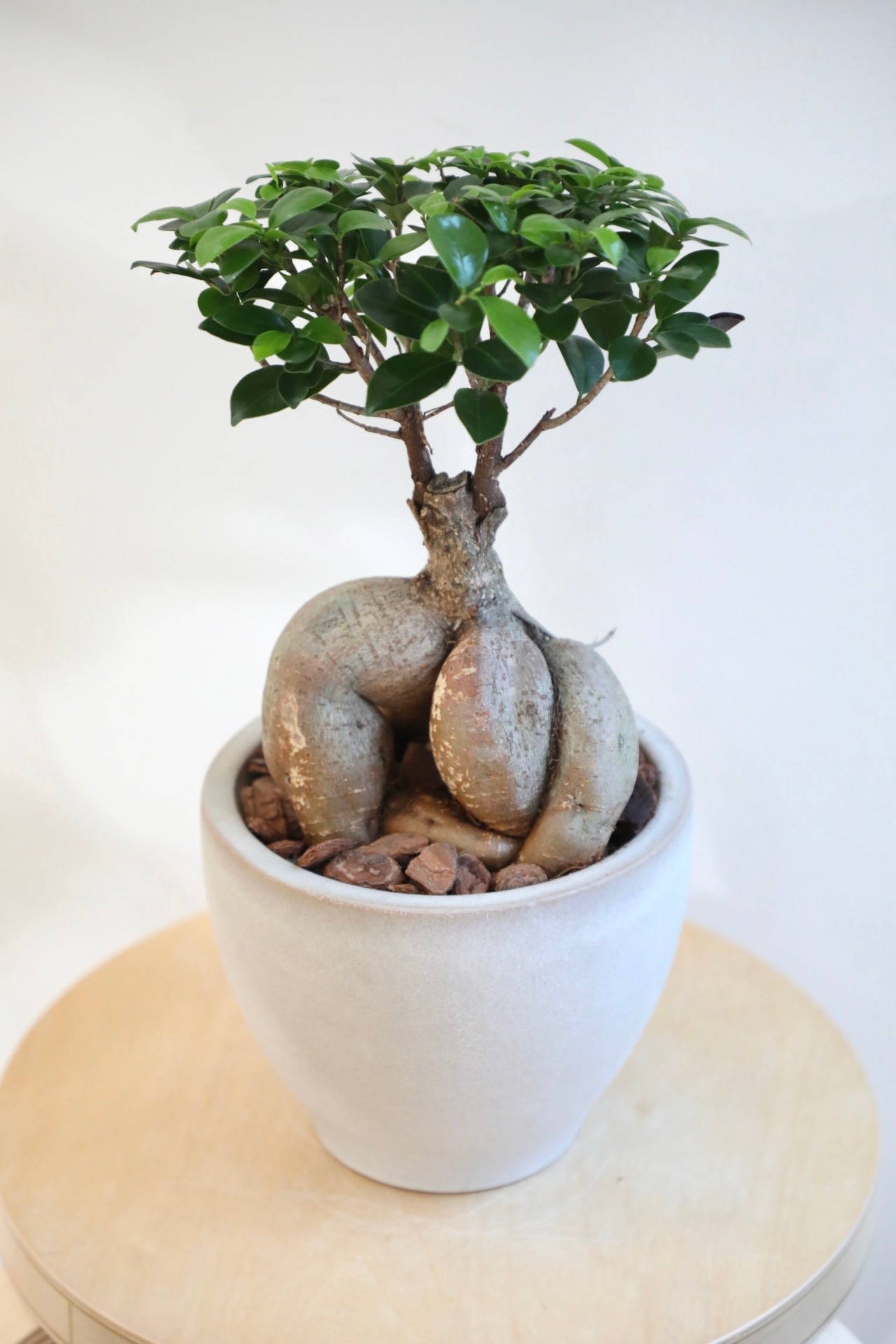 【M】ガジュマル/Ficus microcarpa
