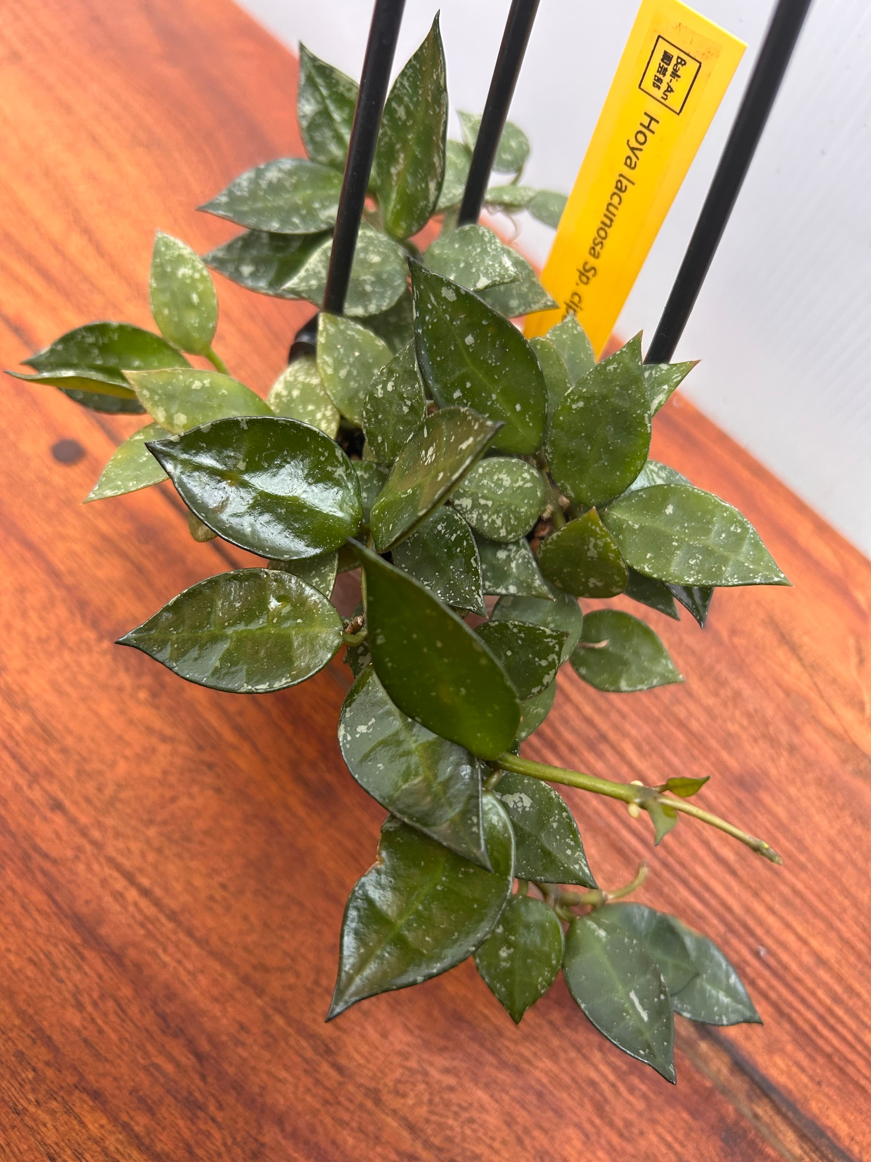 Hoya | BALI-AN 園芸