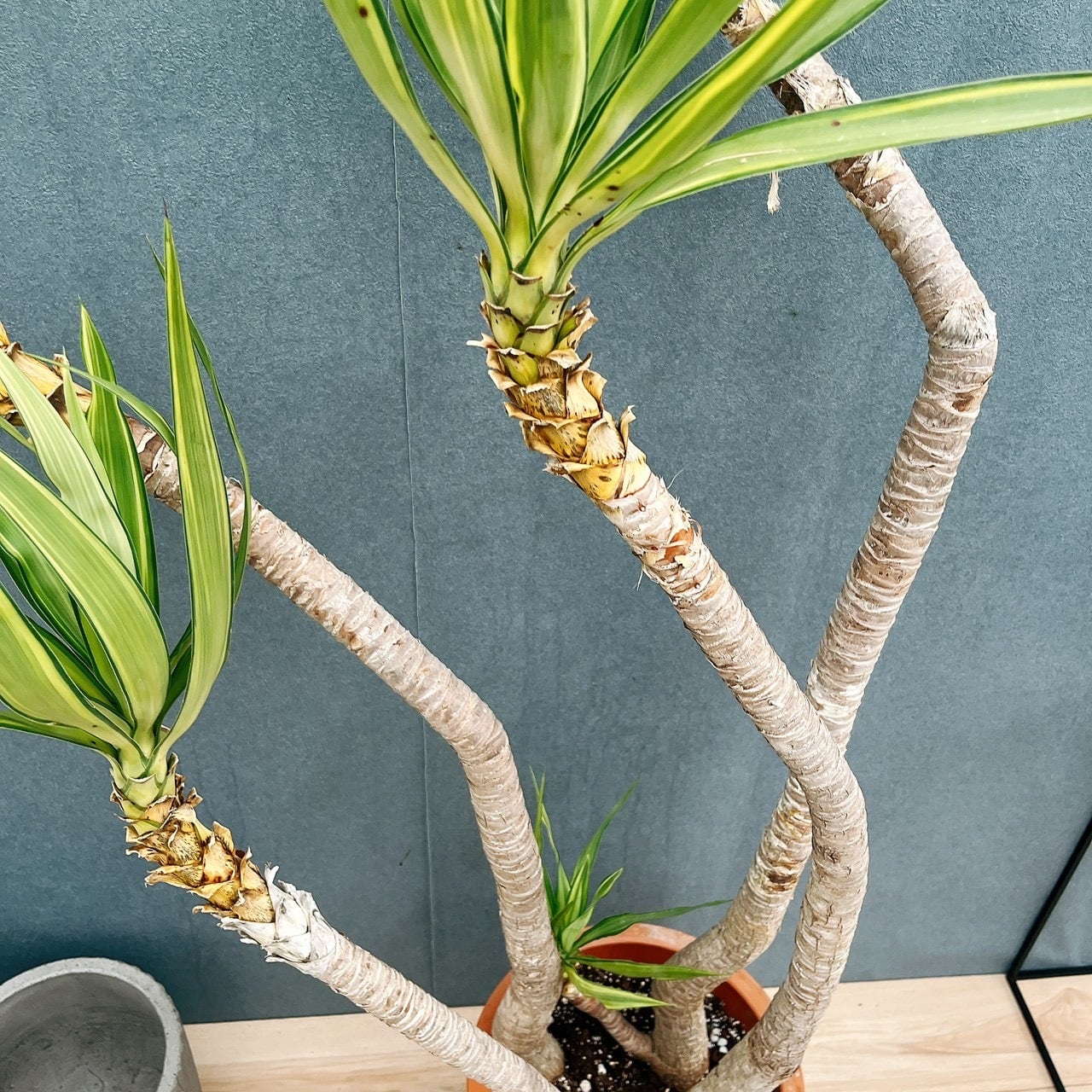 現品］1番 ユッカ エレファンティペス 斑入り 10号 観葉植物 室内 大型