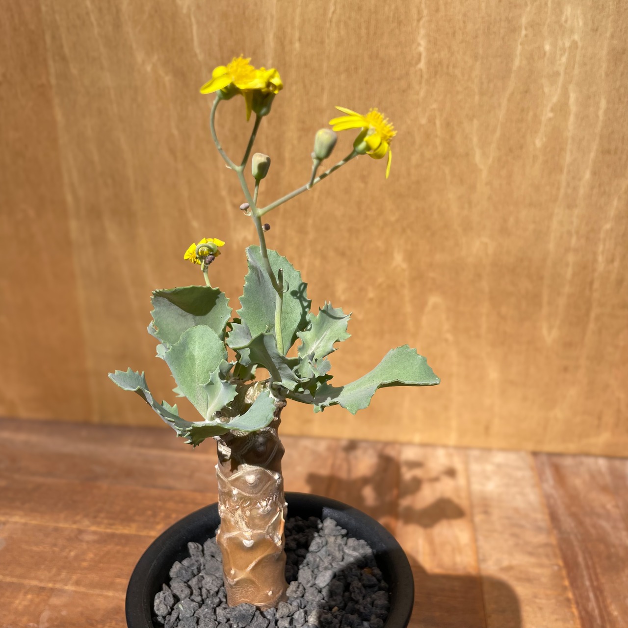 Othonnna cyclophylla×herrei【シクロフィラ×ヘレイ・実生】