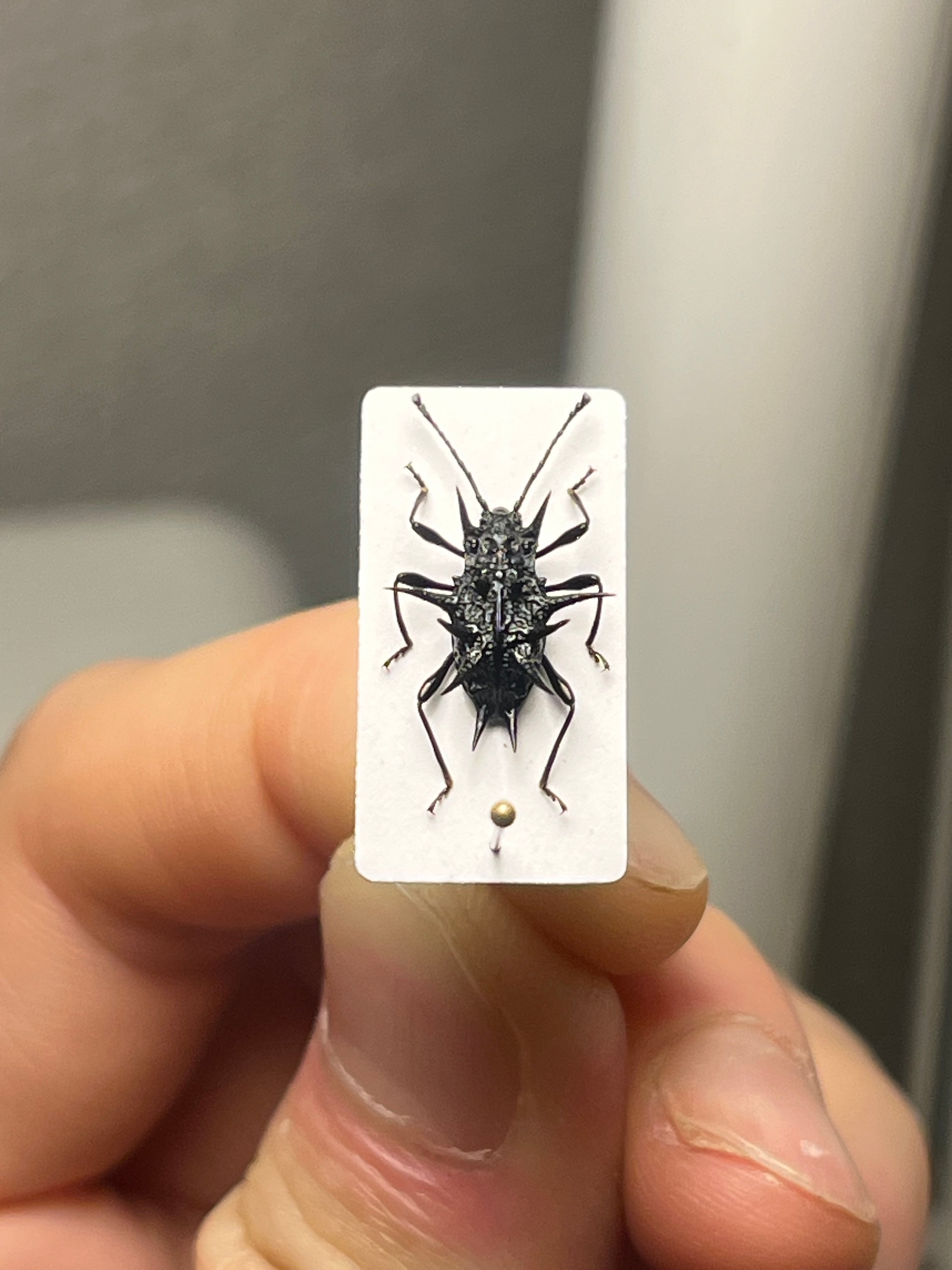トゲトゲテントウムシダマシ 昆虫標本 Cacodaemonフトタマムシ トゲトゲテントウムシダマシ 昆虫標本 Cacodaemonフトタマムシ