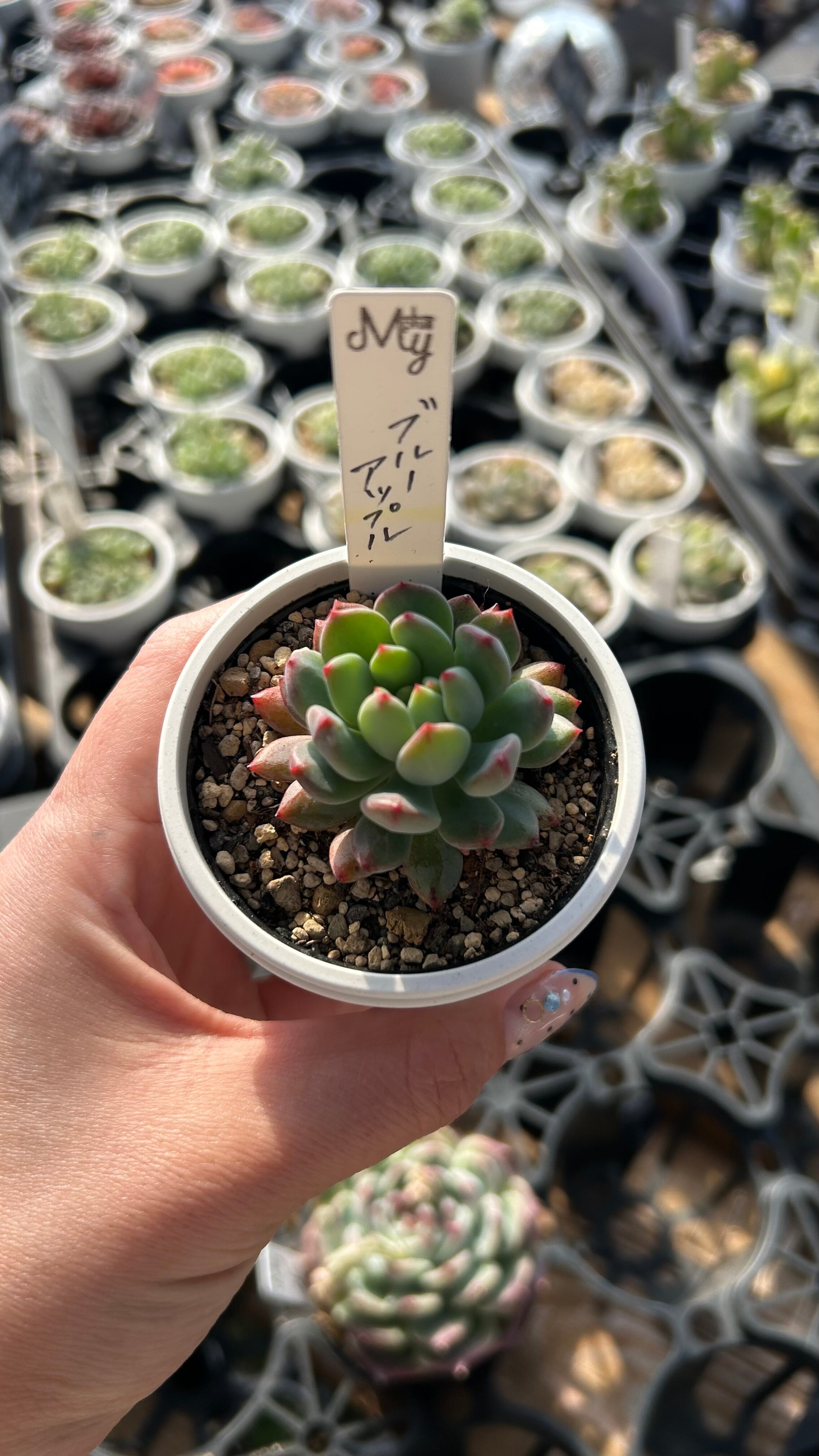多肉植物専門店MYplus
