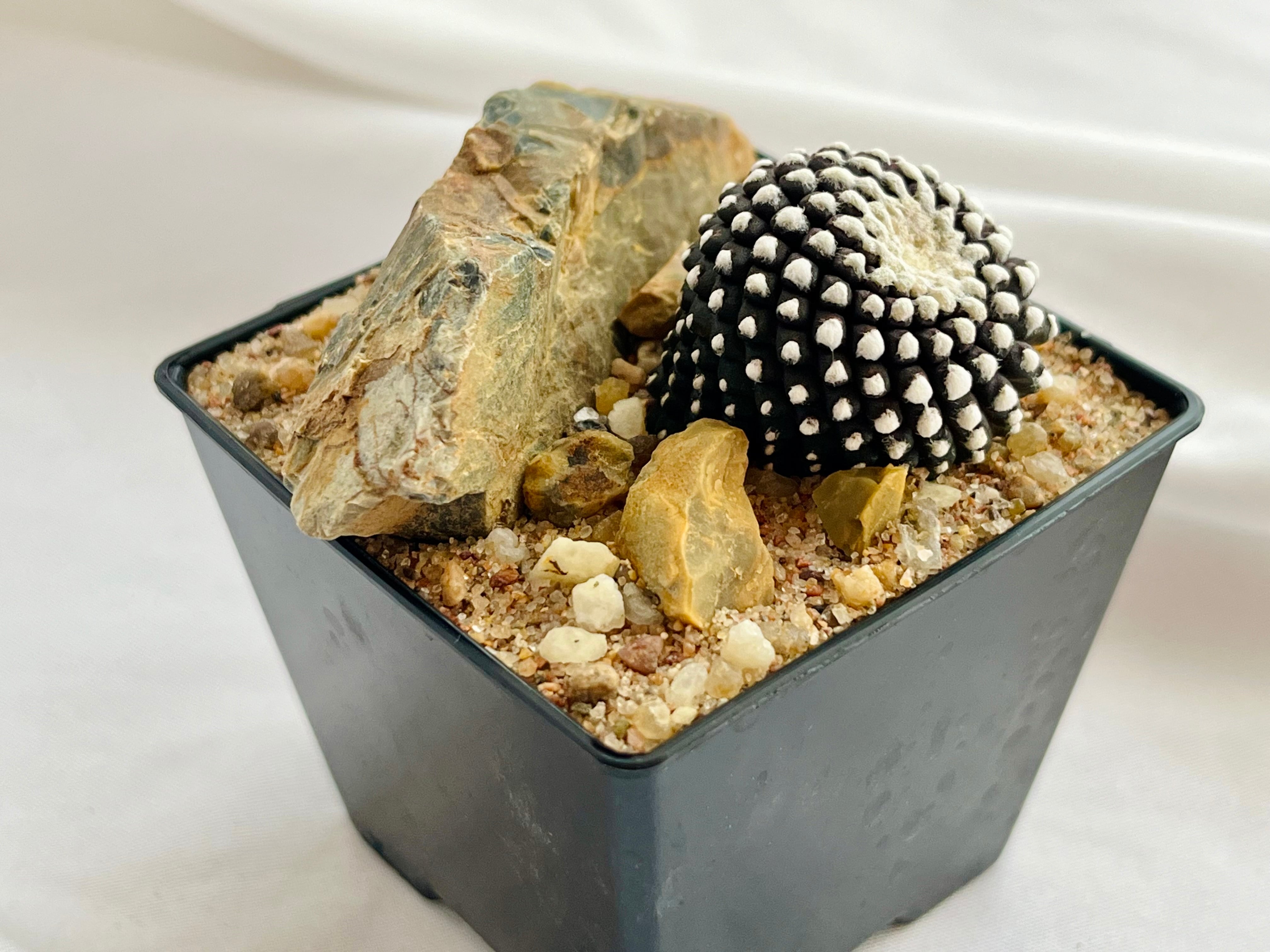 Copiapoa Tenuissima コピアポア テヌイシマ 魚鱗玉 サボテン | Pay ID