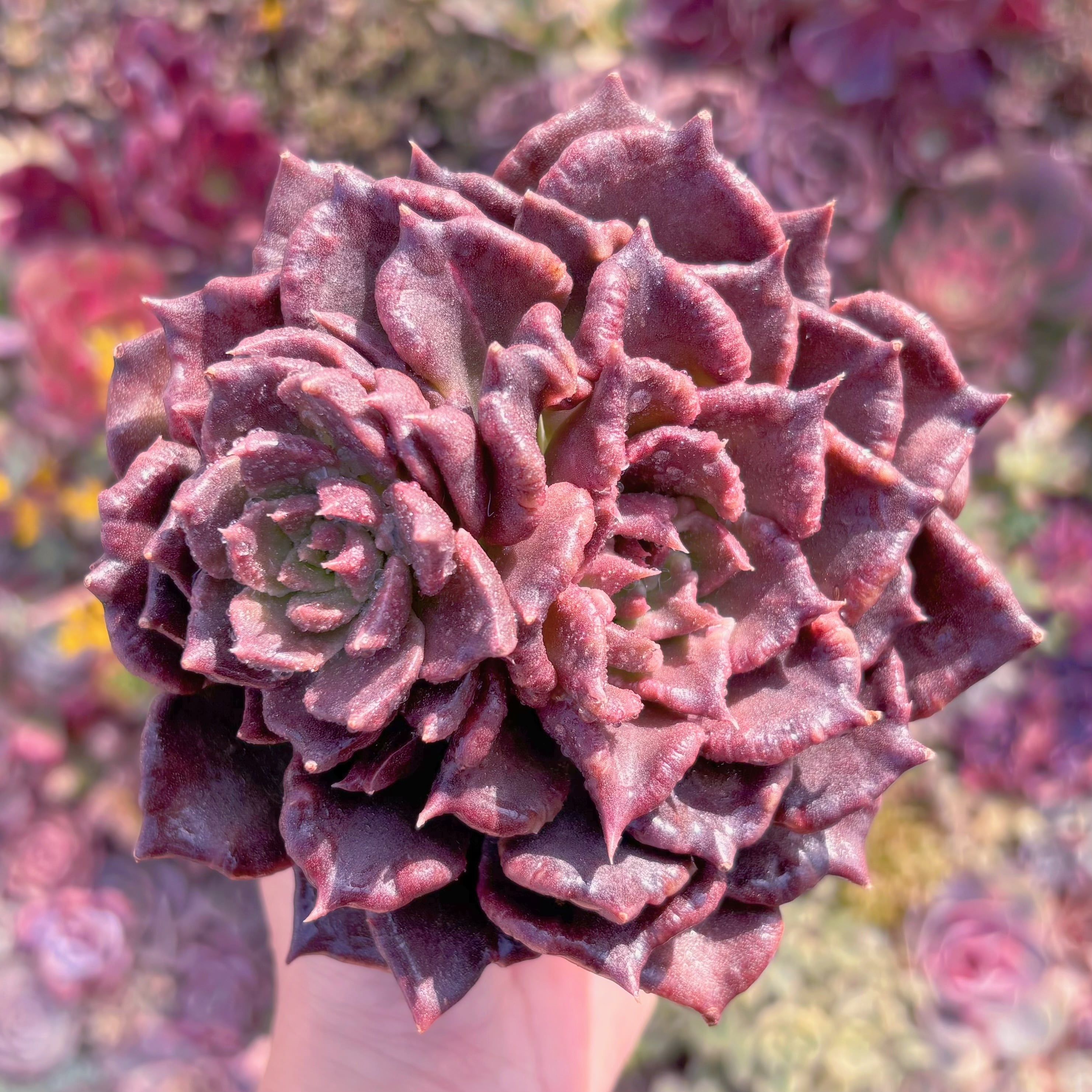 現品　ブラックマディバ#M079　超美苗　るる農園