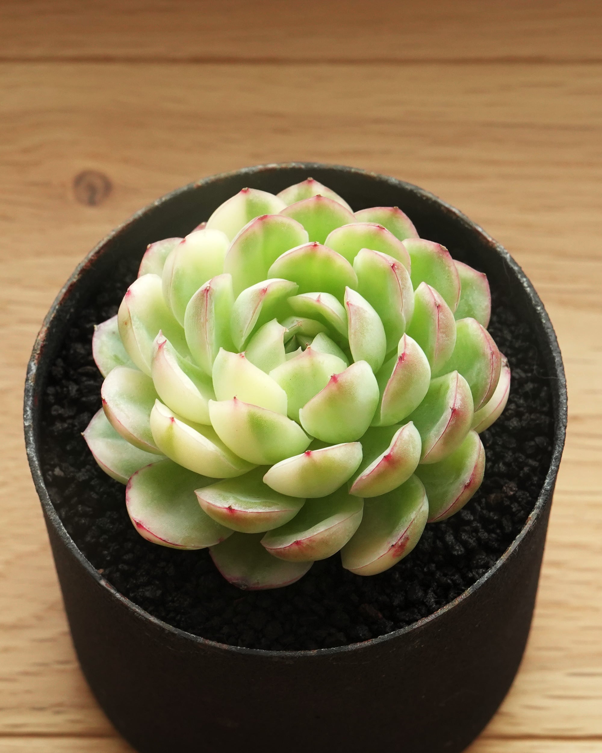 エケベリア（っぽいコ） | PUKUBOOK SUCCULENTS