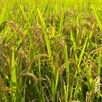 【定期便】能登島のふるさと米（10kg）