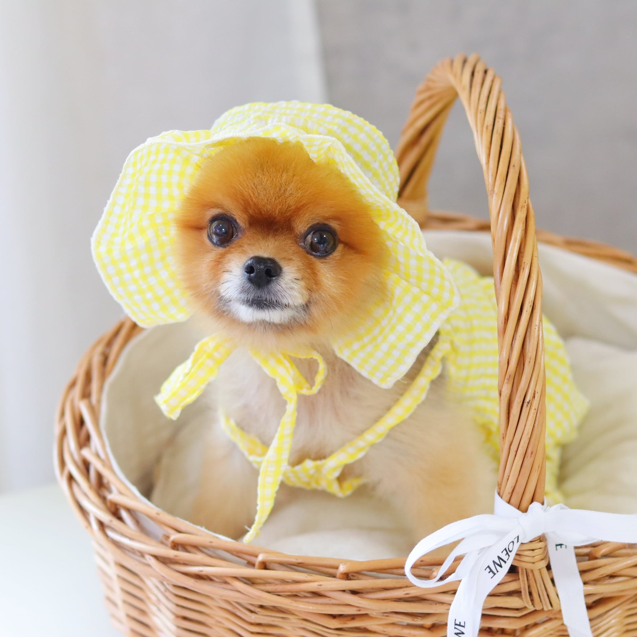 ギンガムチェックロンパース&ボンネット / ドッグウェア 犬服 | AMIE