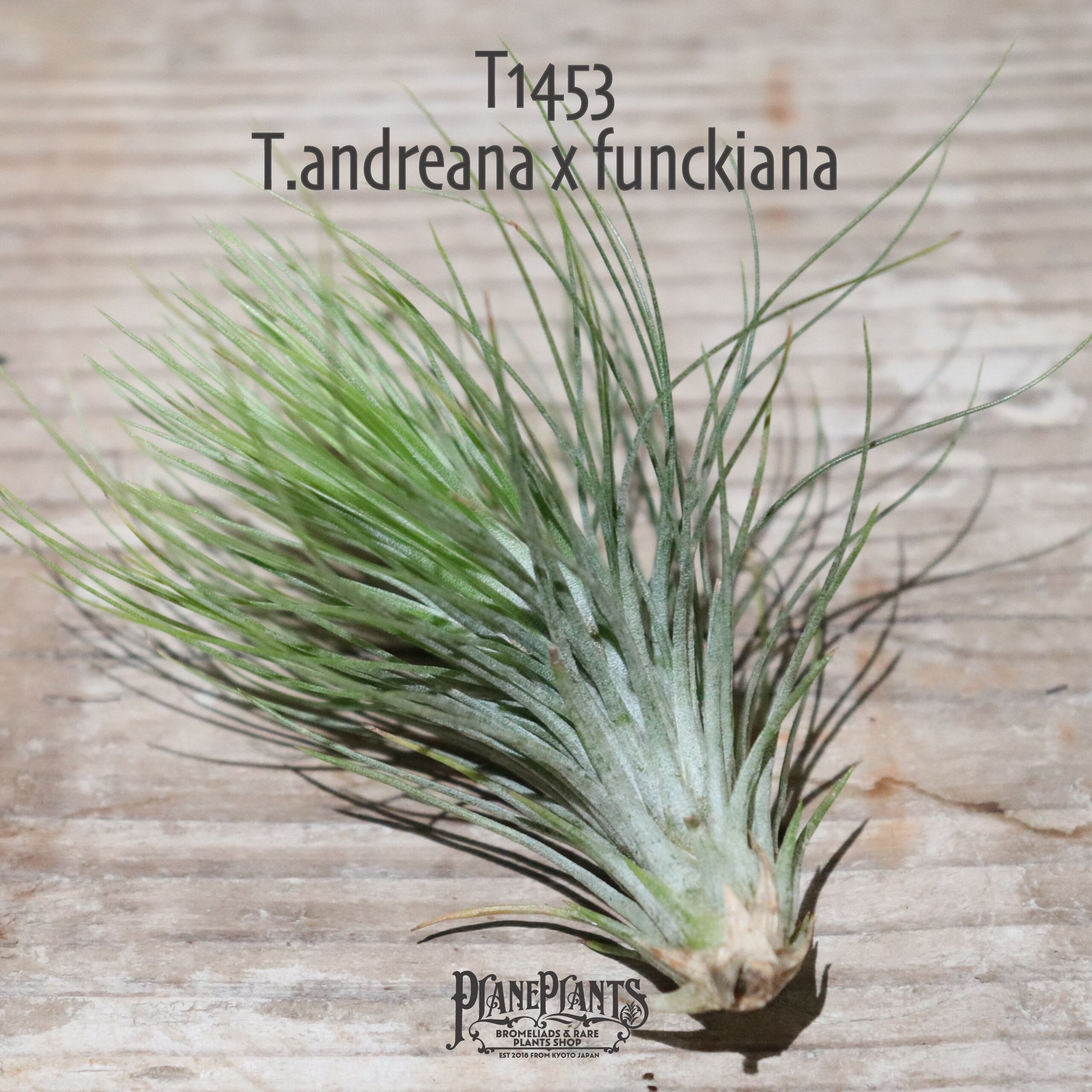 【送料無料】andreana x funckiana〔エアプランツ〕現品発送T1453