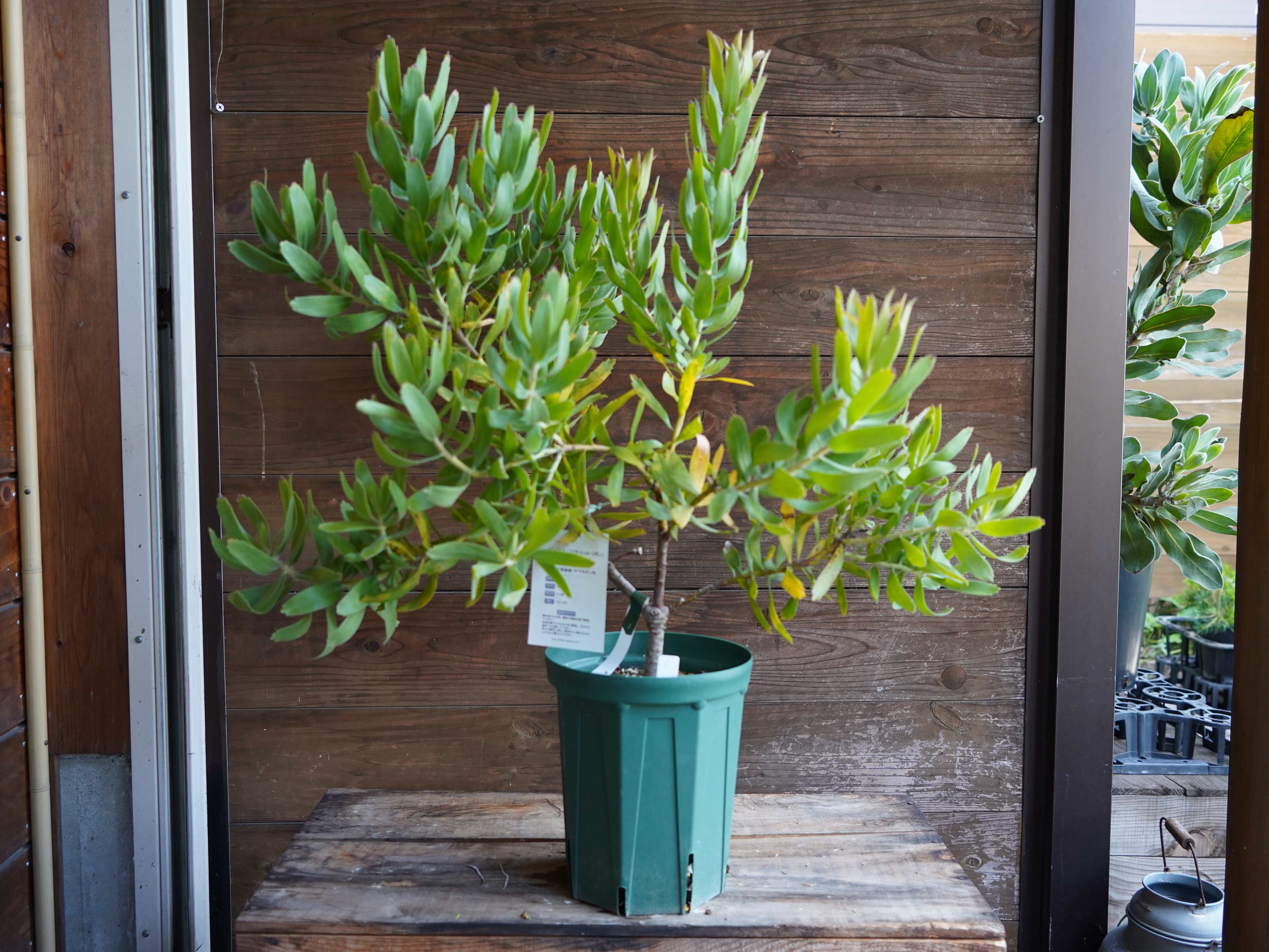 【現物】リューコスペルマム "スカーレットリボン"　C