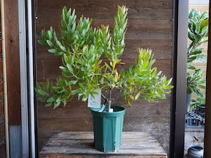 【現物】リューコスペルマム "スカーレットリボン" C