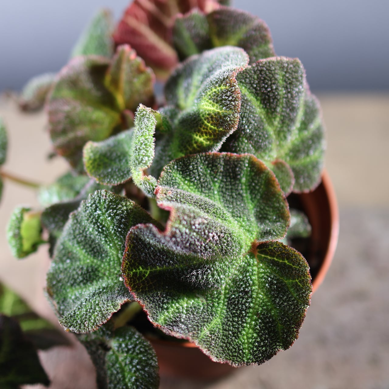 574『ベゴニア ソリムタータ』観葉植物【送料無料】 | MARX PLANTS