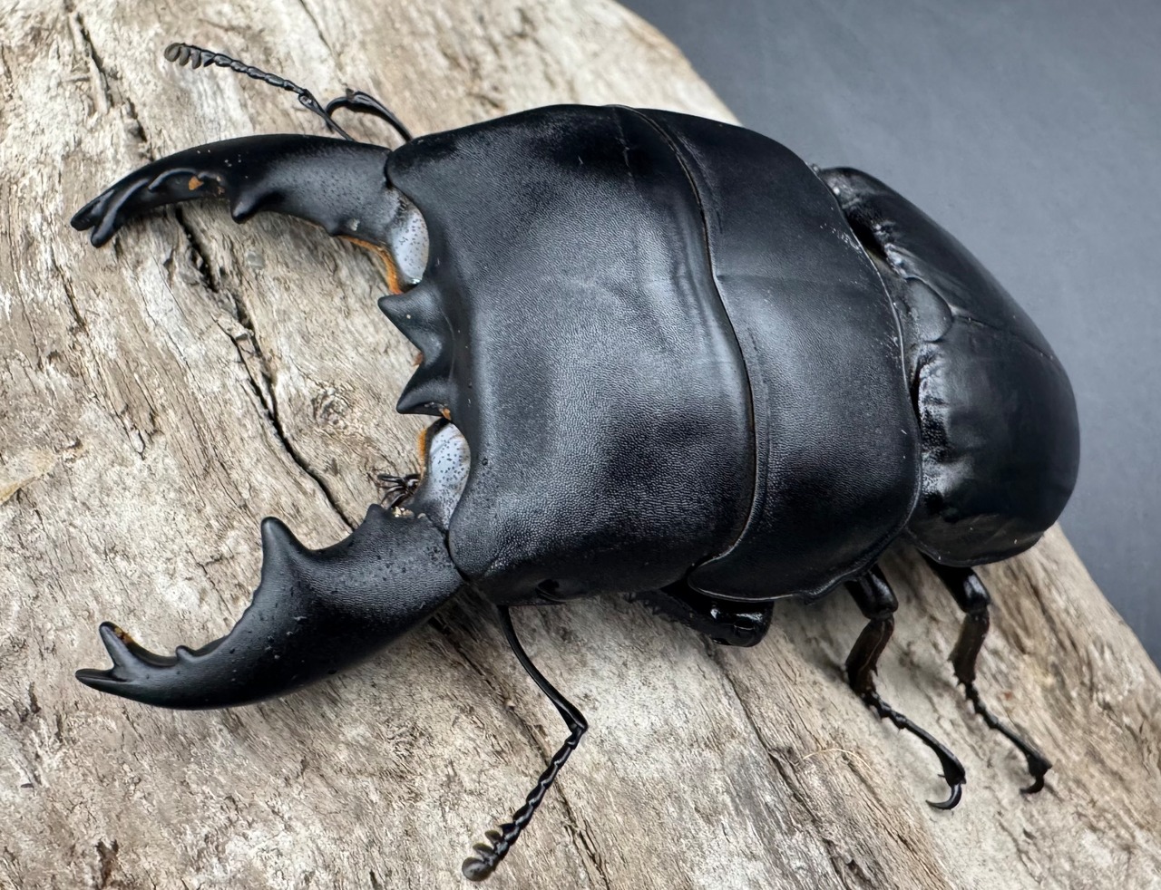 【WD】《アルキデスヒラタ アチェ産 87mm 胸幅36.1mm  ペア》