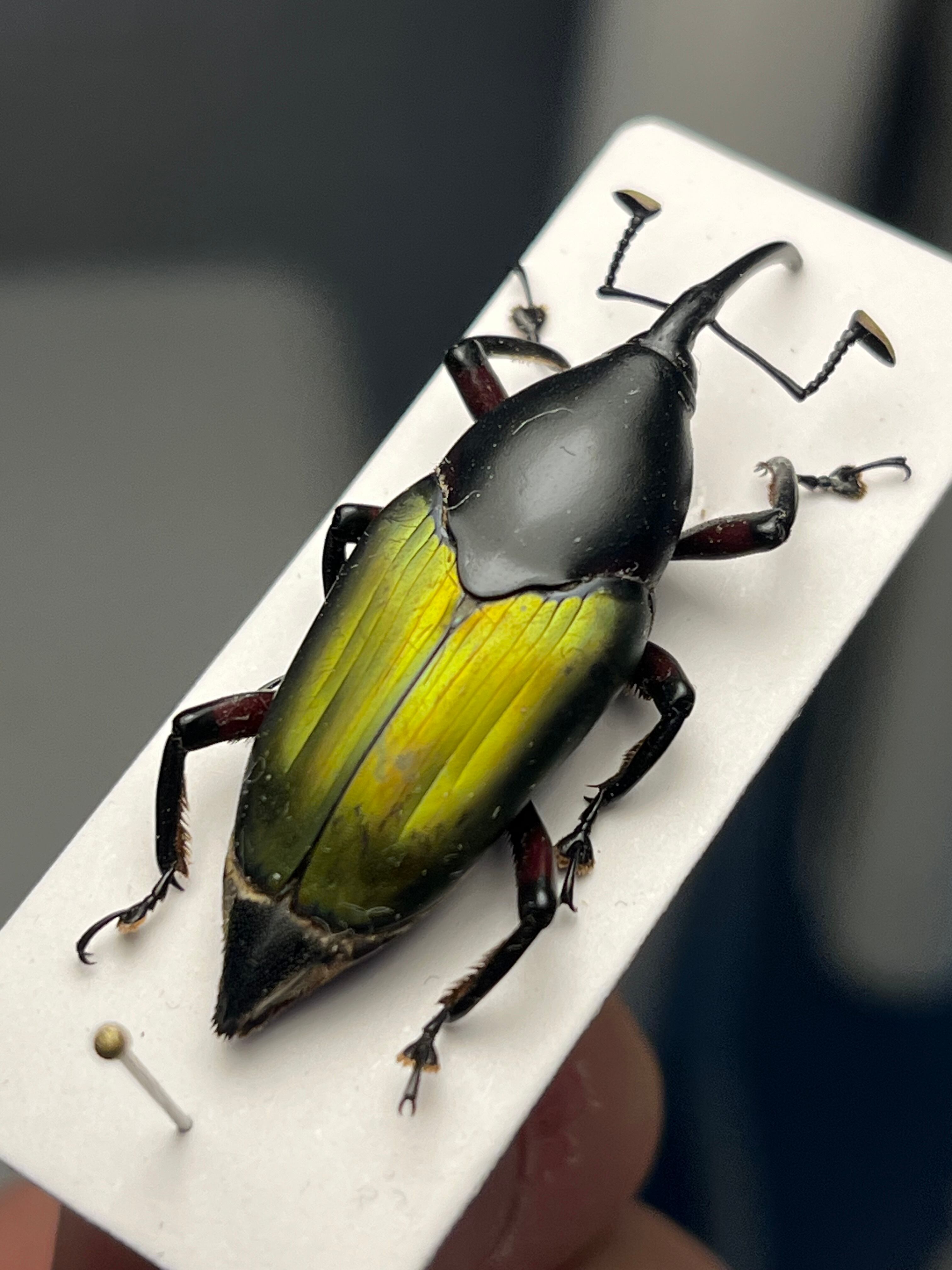 【15mm】シロミノケブカゾウムシ ？標本 タマムシ コメツキ カミキリ ラスト】エレガンスオサゾウムシ 標本甲虫フンチュウフンコロガシ