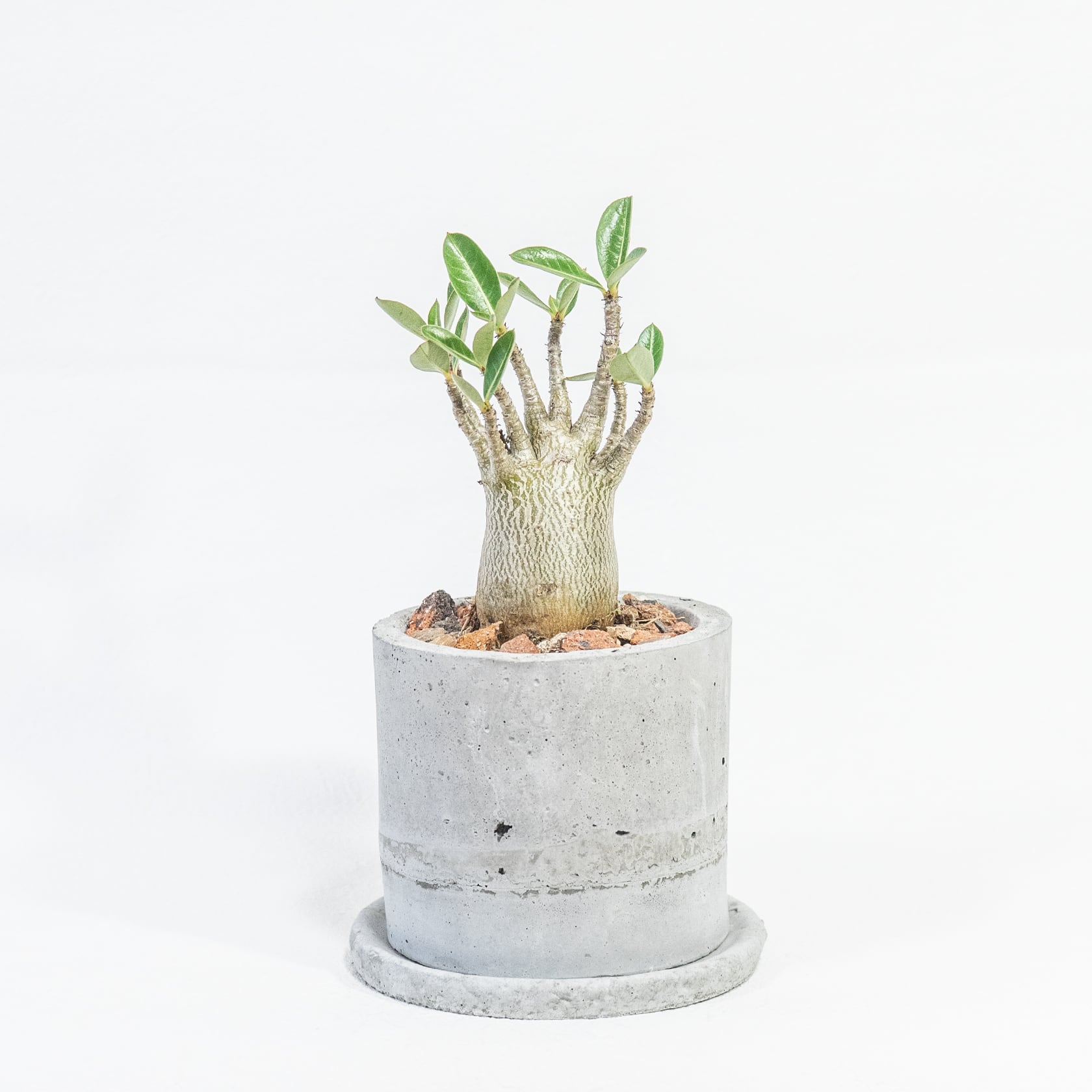 ≪ 多肉植物 ≫小ぶりでバランスのよいアデニウム・アラビカムの鉢植え｜シンプルでお部屋を選ばない手作りモルタル鉢
