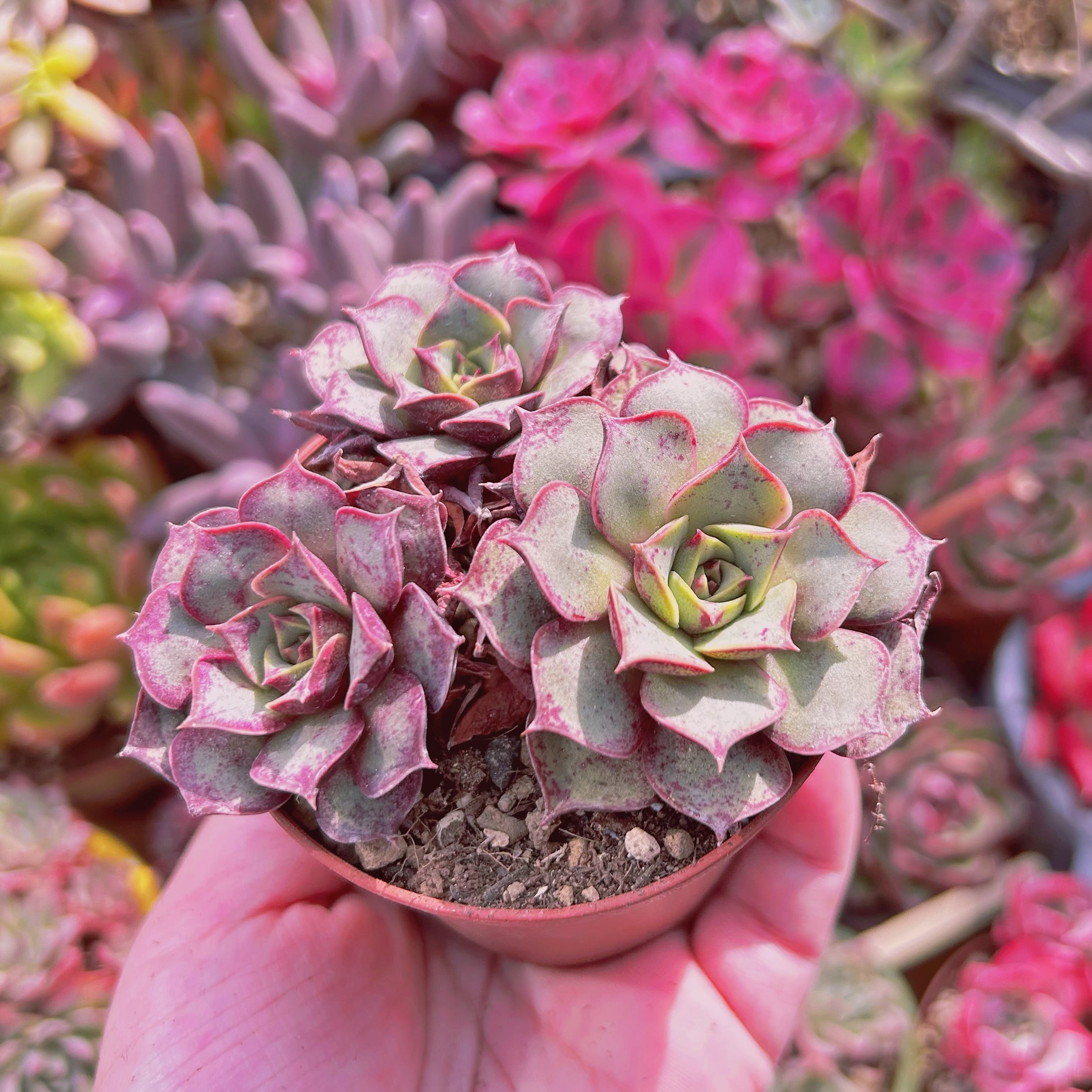 調整中①多肉植物 ちまちま寄せ植え抜き苗 根付き パープルヘイズ