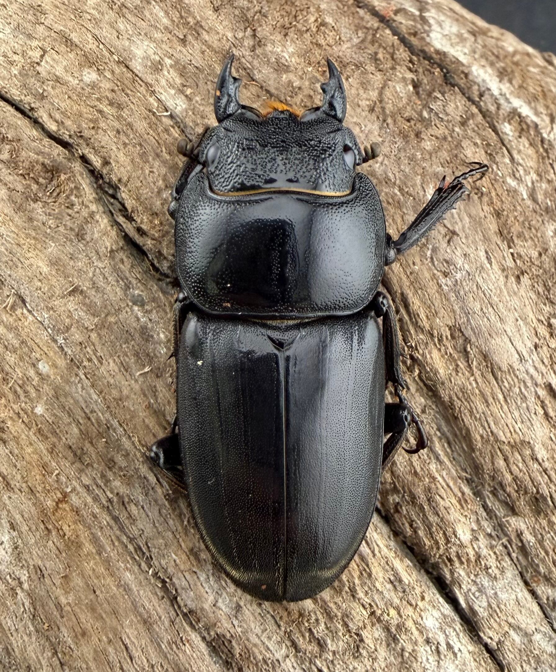 WF2】《カヤパヒラタクワガタ 68mm ペア》 | KPW公式オンラインショップ