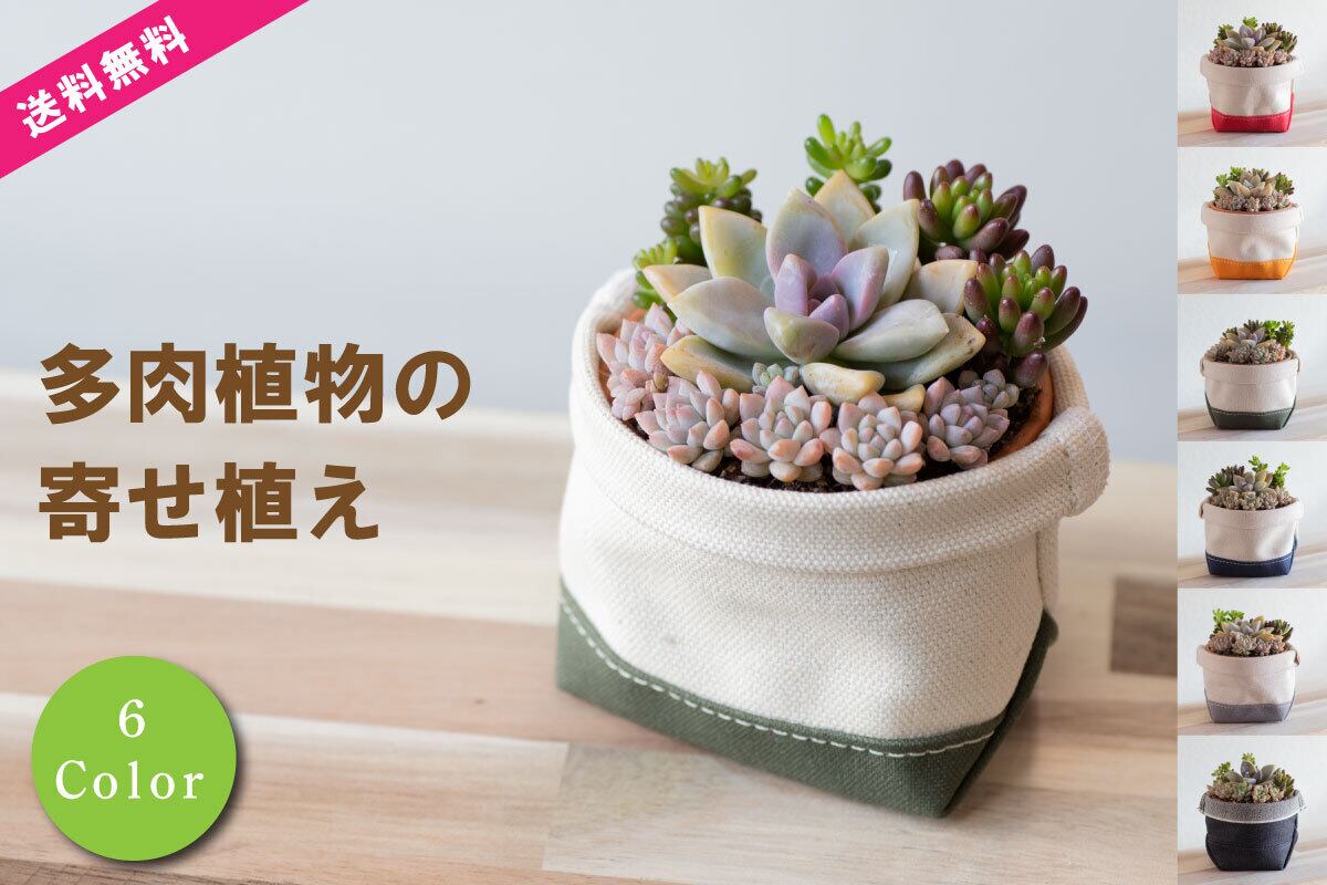 多肉植物寄せ植えと鉢カバー2点セット 多肉植物屋さんとのコラボ商品 さぼてんのふくろ