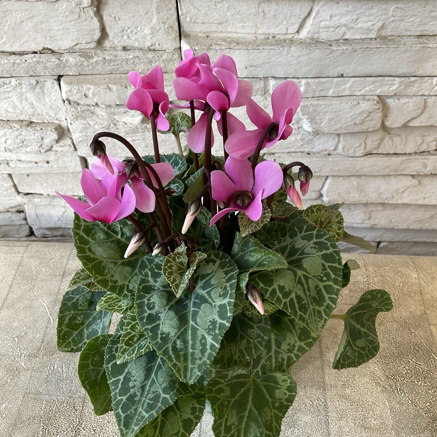 シクラメン様12ミリ専用 シクラメン様専用 シクラメン様専用 シクラメン様12ミリ専用 リズム