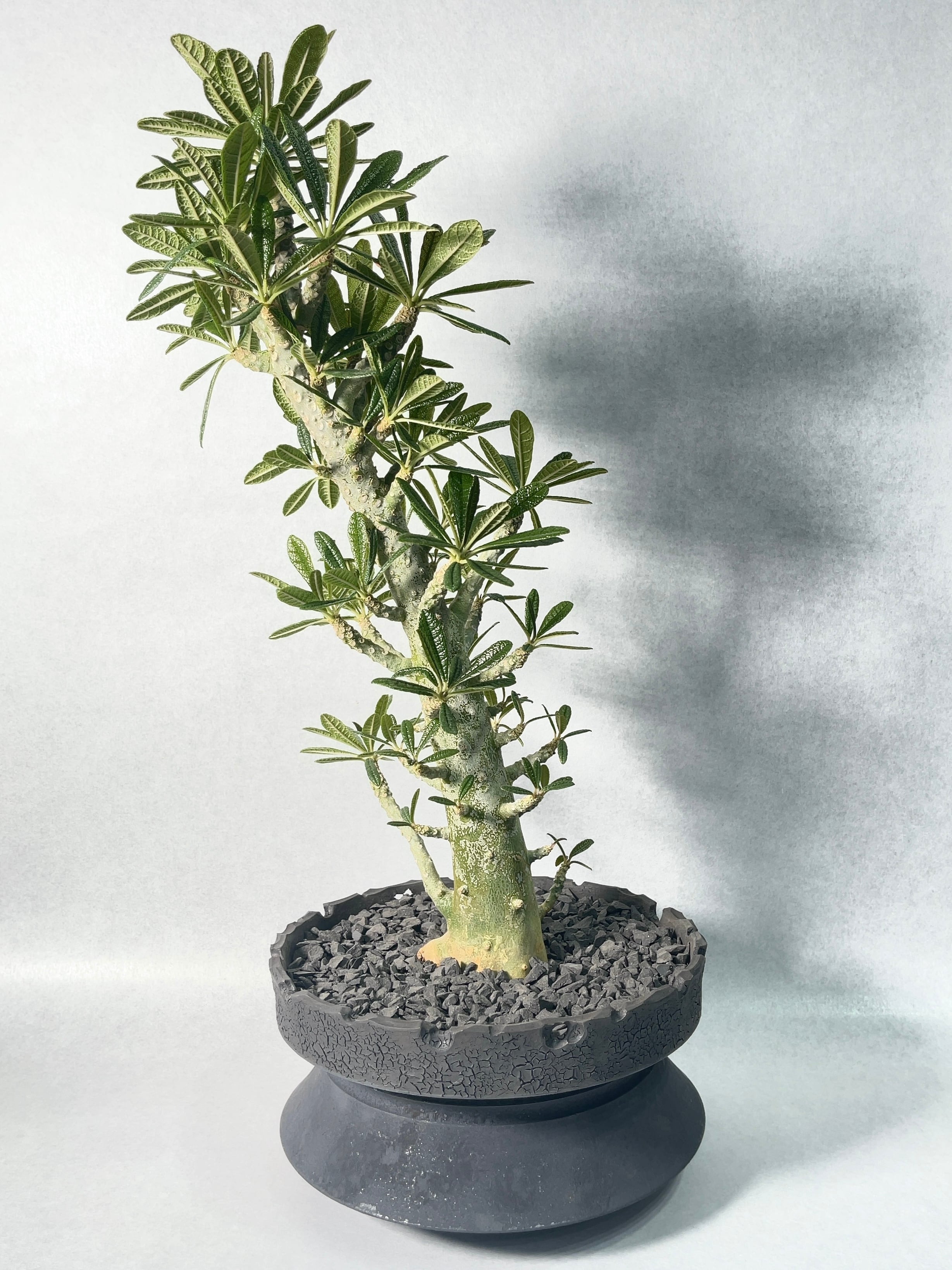 ドルステニア・ギガス ブラータ 挿し木 ドルステニア・ギガス