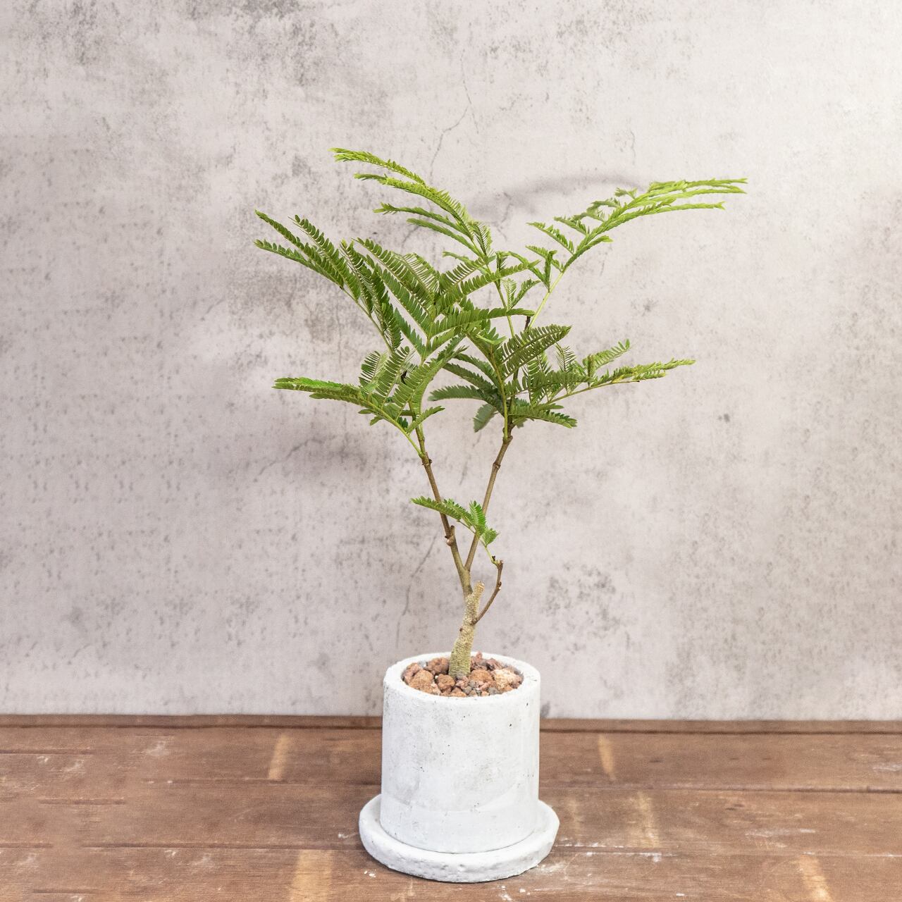 エバーフレッシュ|軽やかな葉が空間に心地よさを添える ナチュラルインテリア【モルタル製自作鉢】