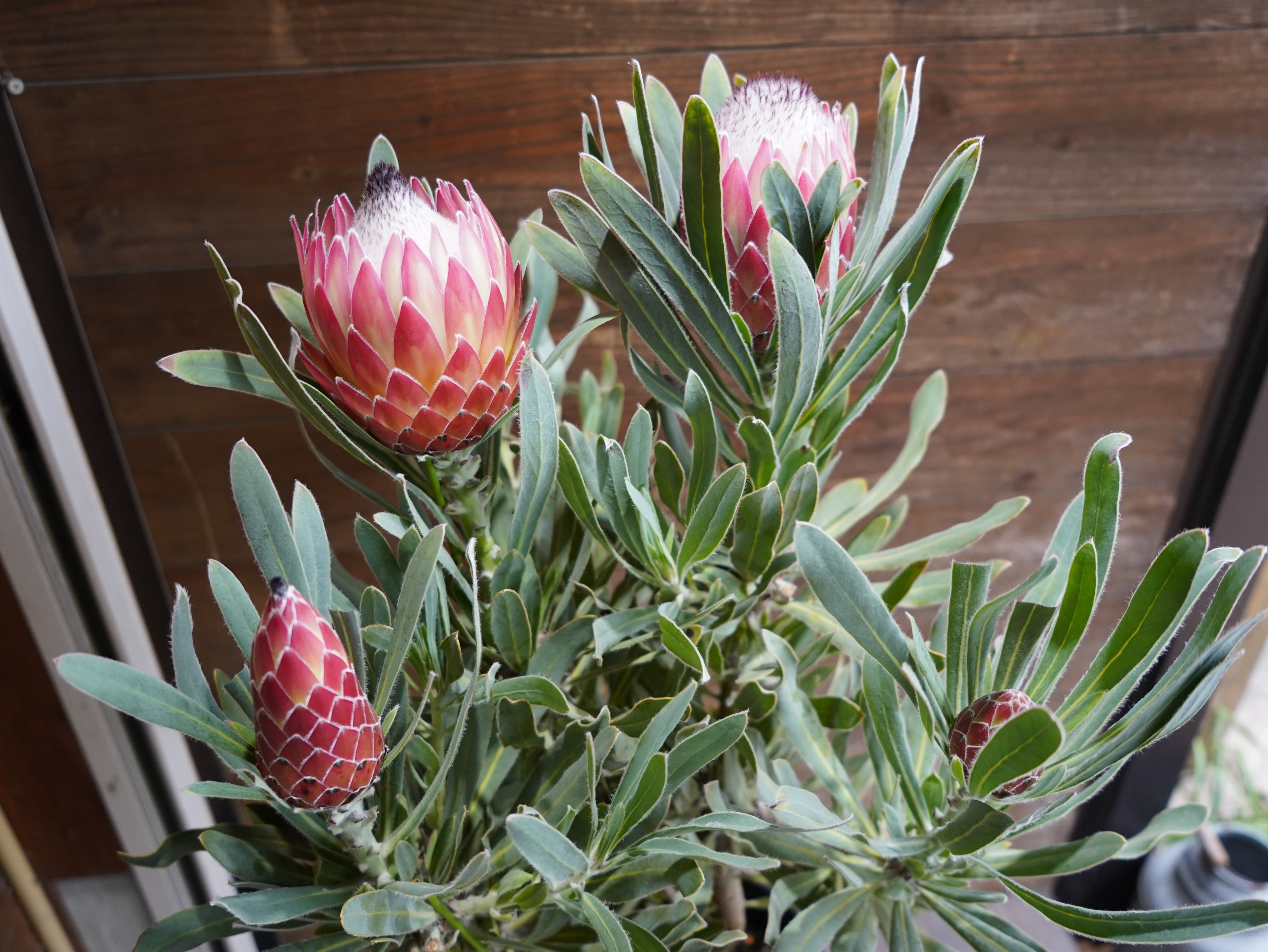 【現物】プロテア　”ポッサムマジック”