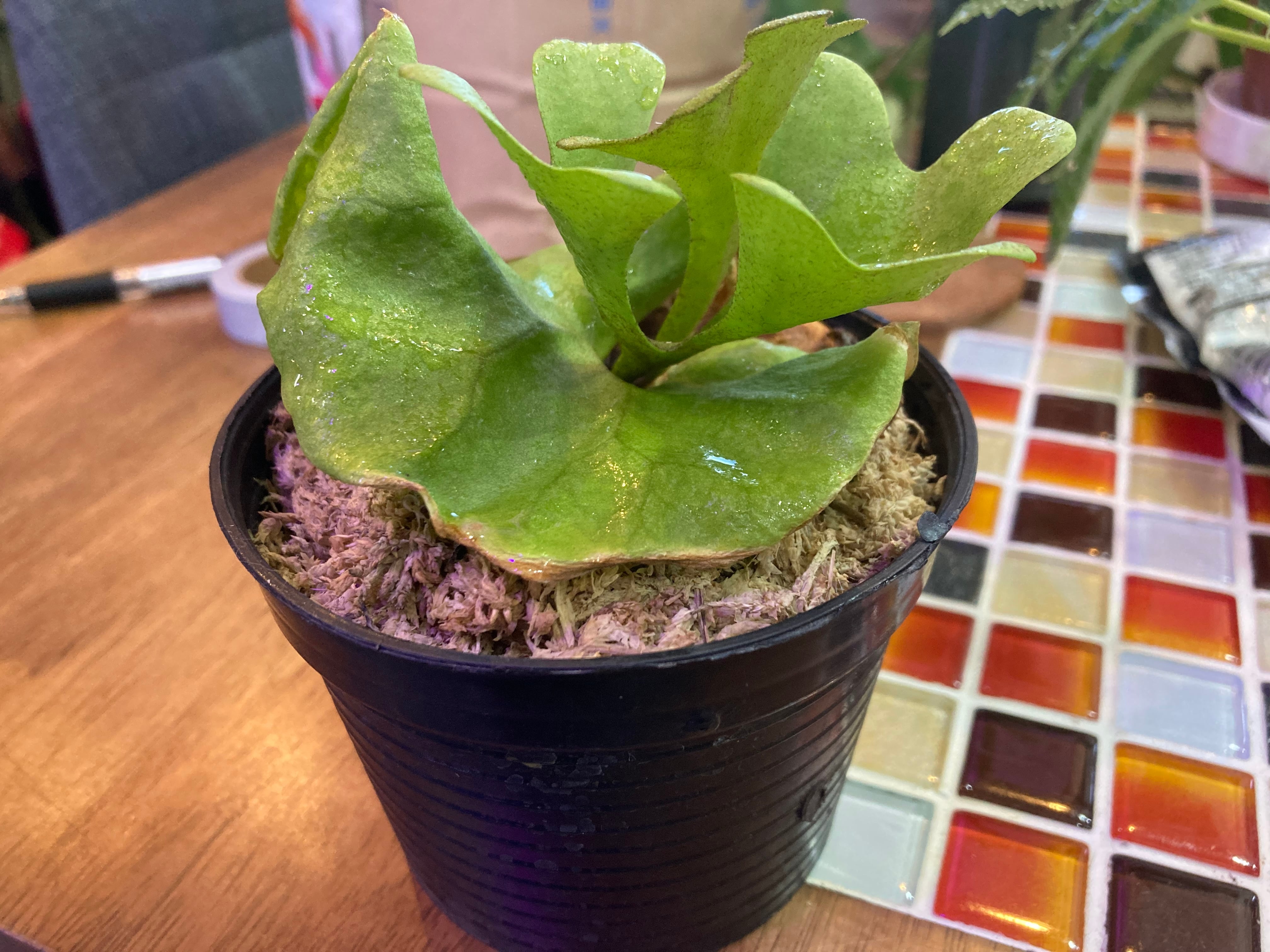 ビカクシダ リドレイ ドワーフ シルバー | ssaquaplants ビカクシダ リドレイ ドワーフ シルバー | ssaquaplants
