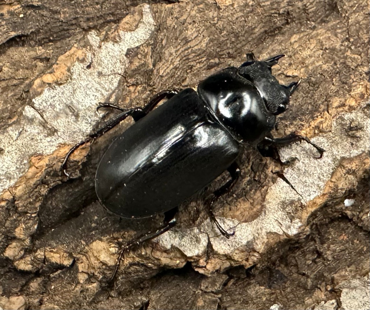 《ドンキエルコクワ亜種ハンプイ(黒ドンキ) Free ♀単》