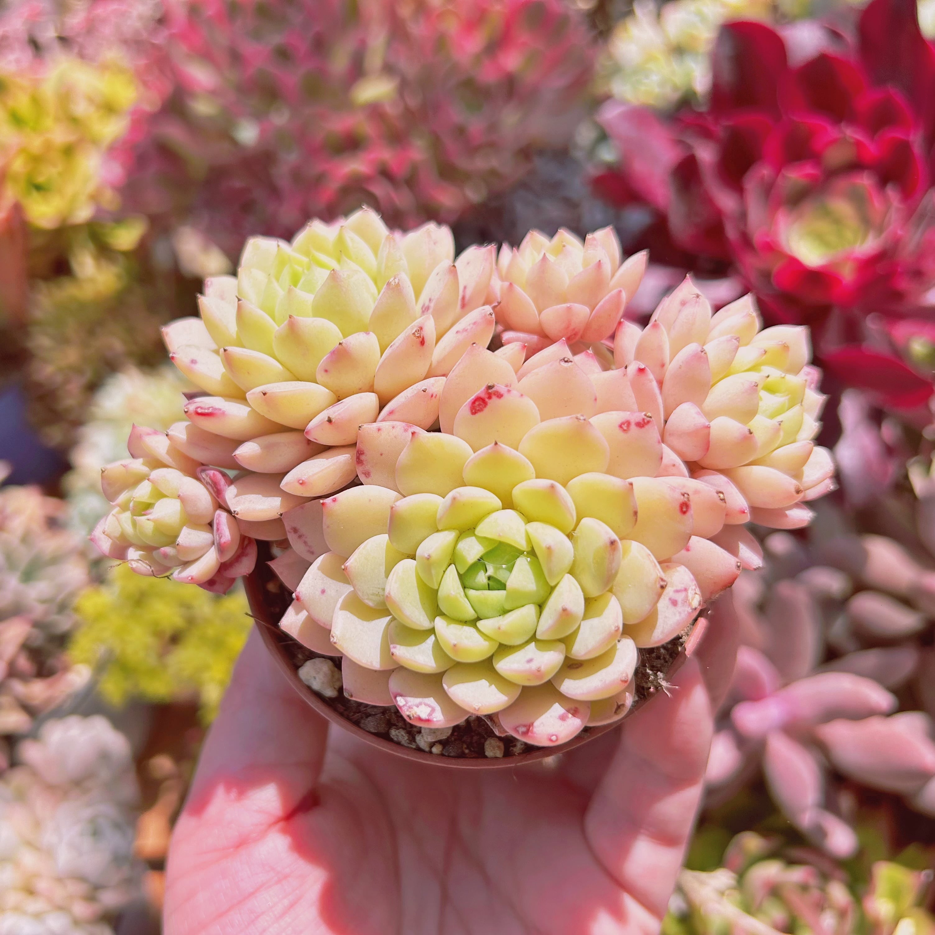 多肉植物 Echeveria マチカ 3～4頭 大群生 | るる農園~多肉植物専門