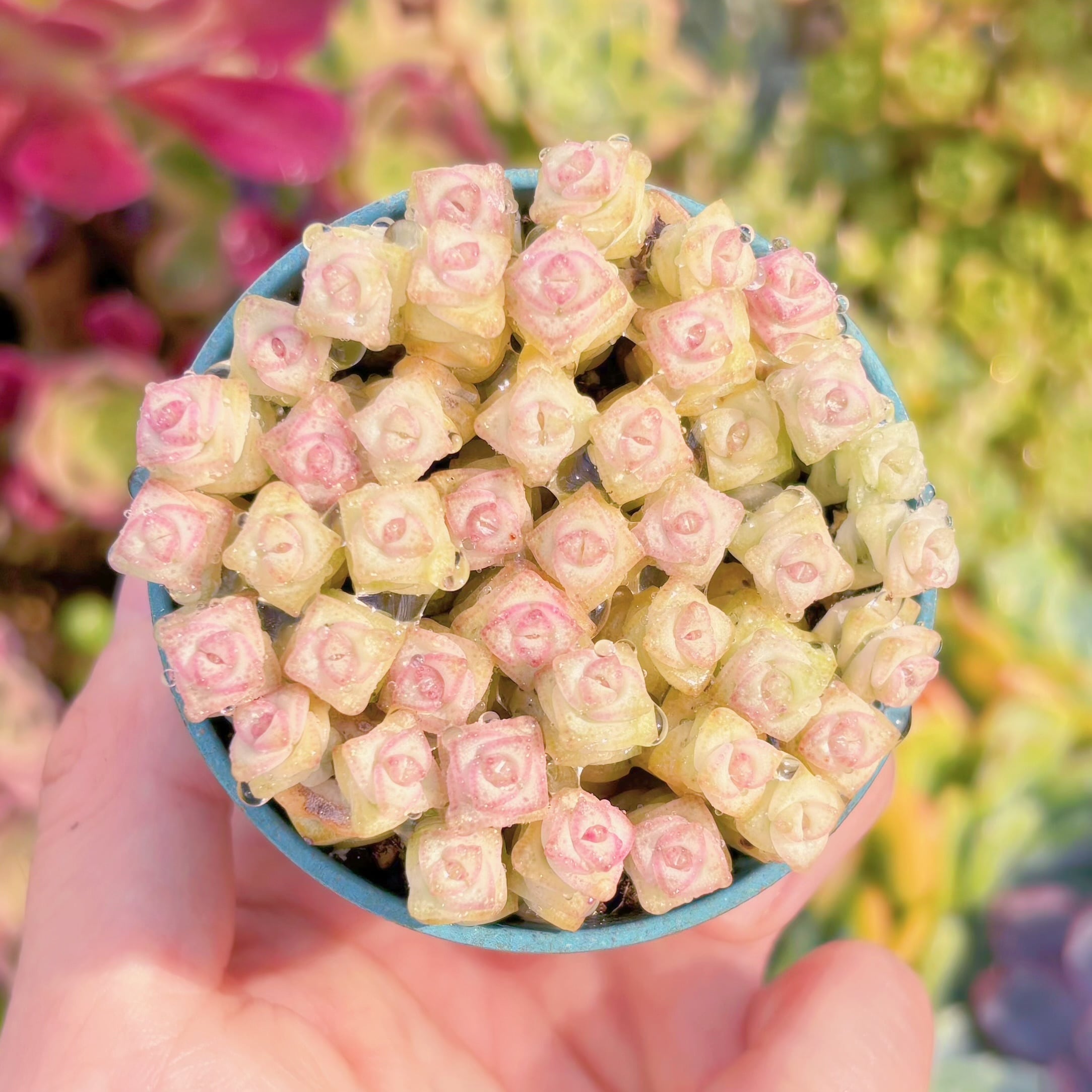 現品　ファンタジー錦#644　るる農園