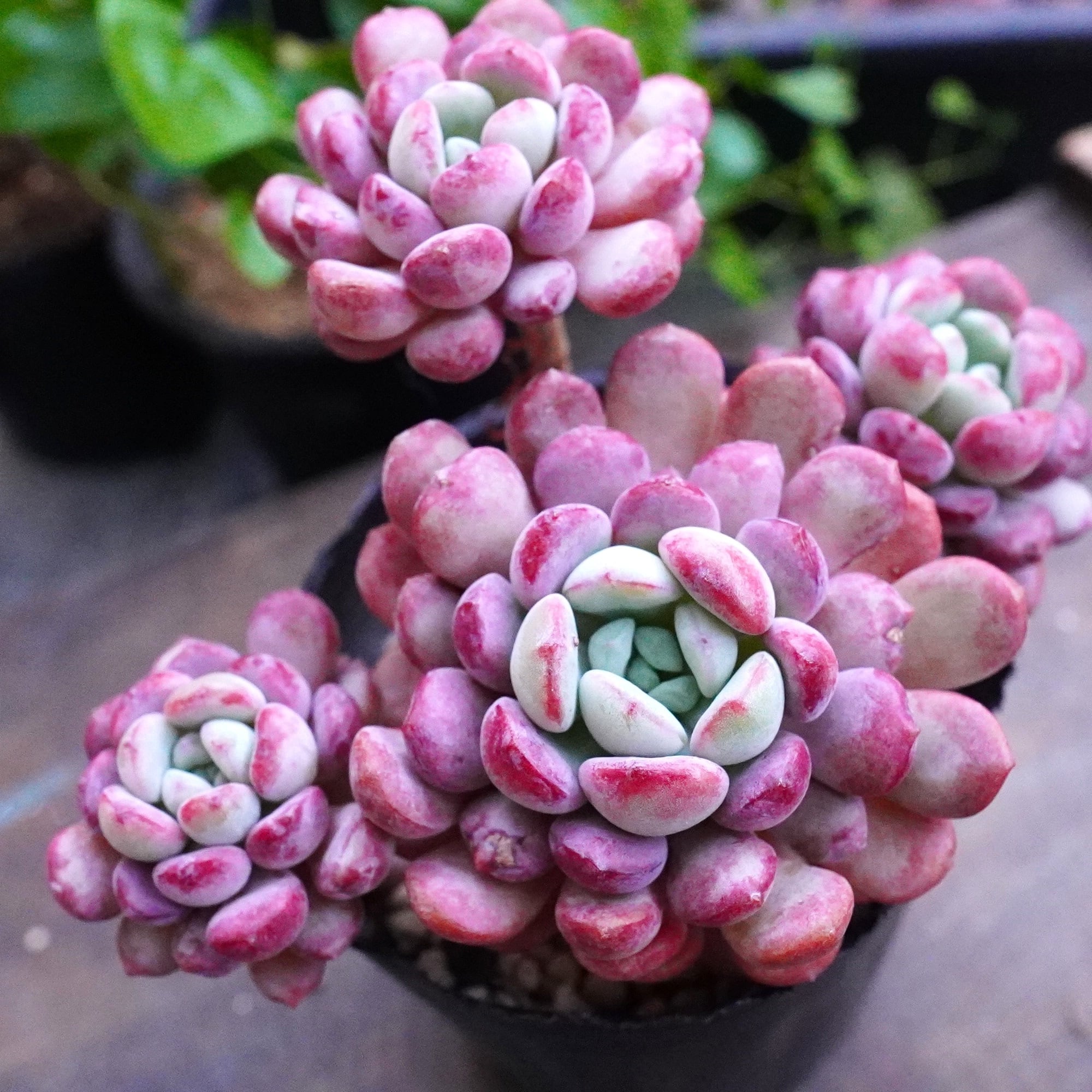 72#多肉植物ア工オニウム❤️レウコブレファラム❤️ 1大頭1小頭15cm