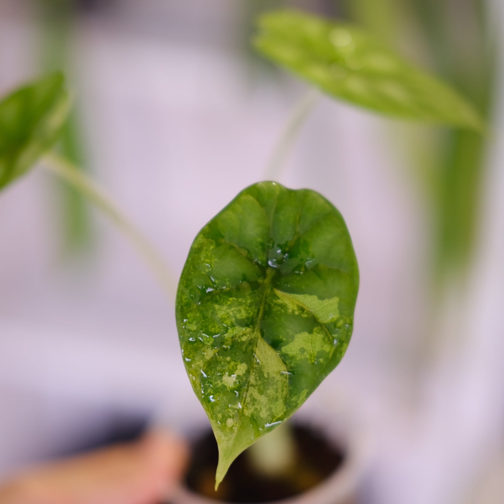 Alocasia dragon scale varigated②│アロカシア ドラゴンスケール 斑