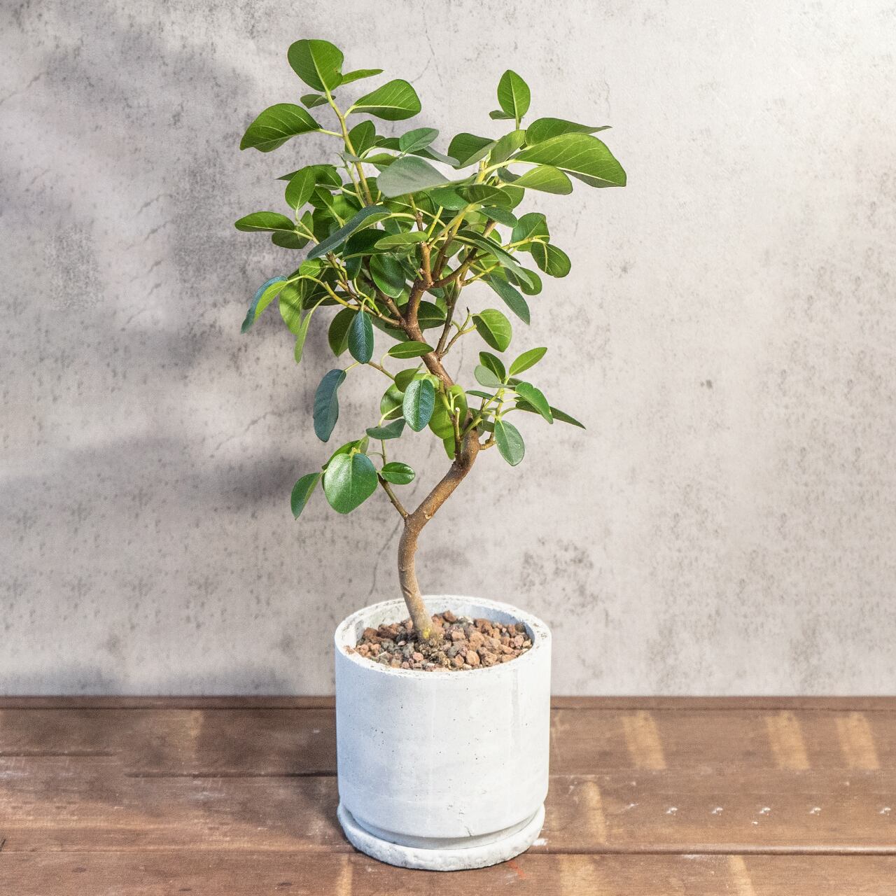 フランスゴムの木｜曲線美が映えるナチュラルフォルムの観葉植物【手作りモルタル鉢】